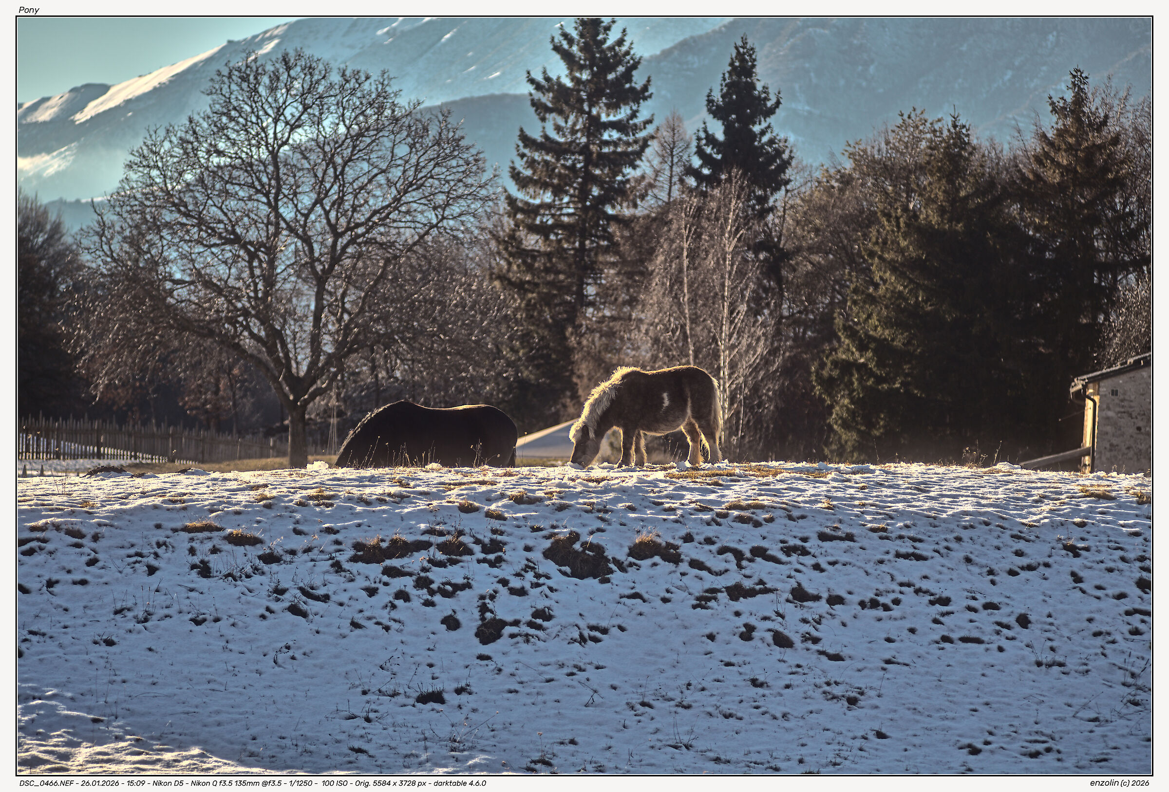 Pony at the Riondera mountain hut