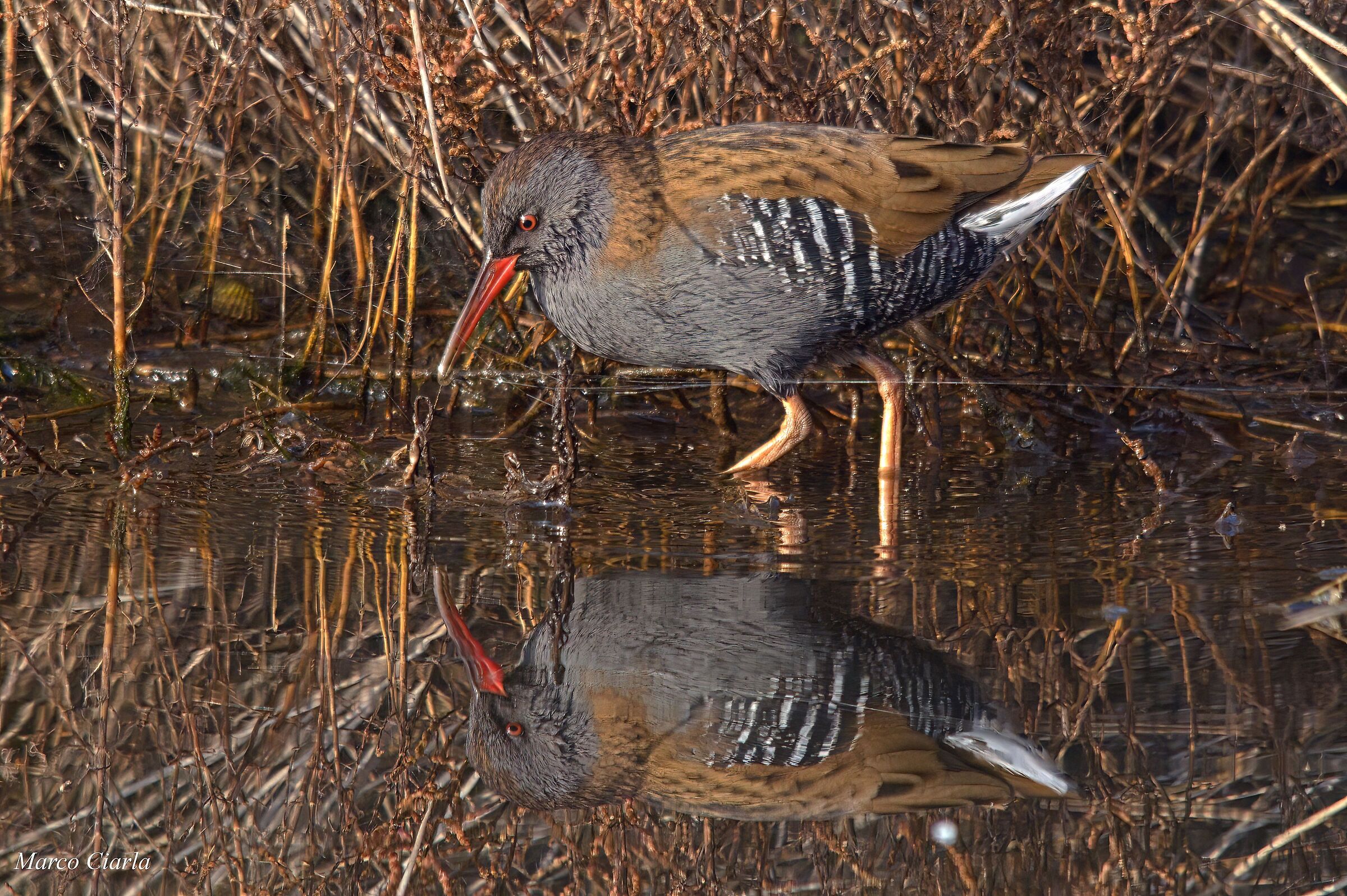 The reflection of a water rail
