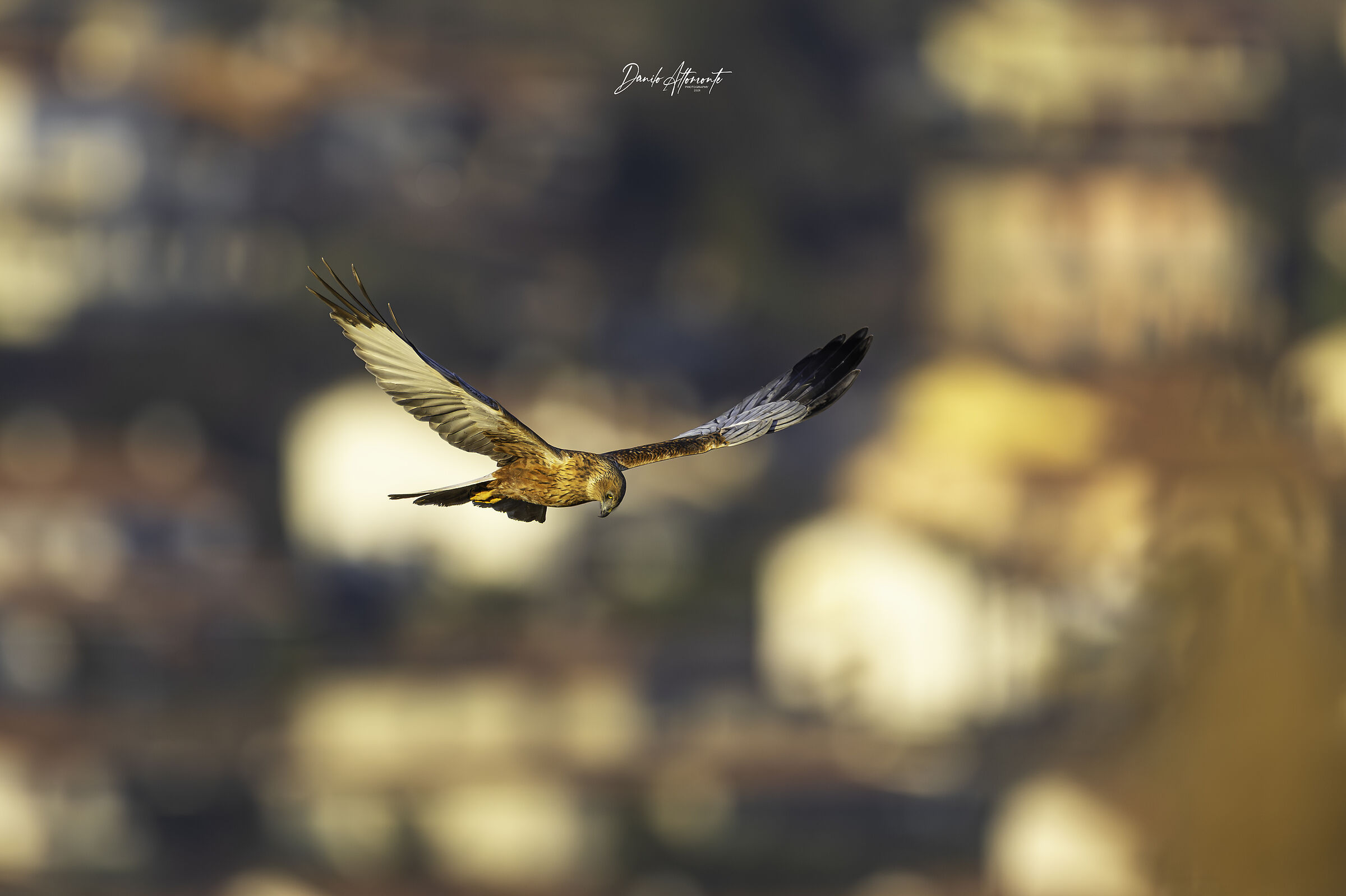 Marsh Harrier