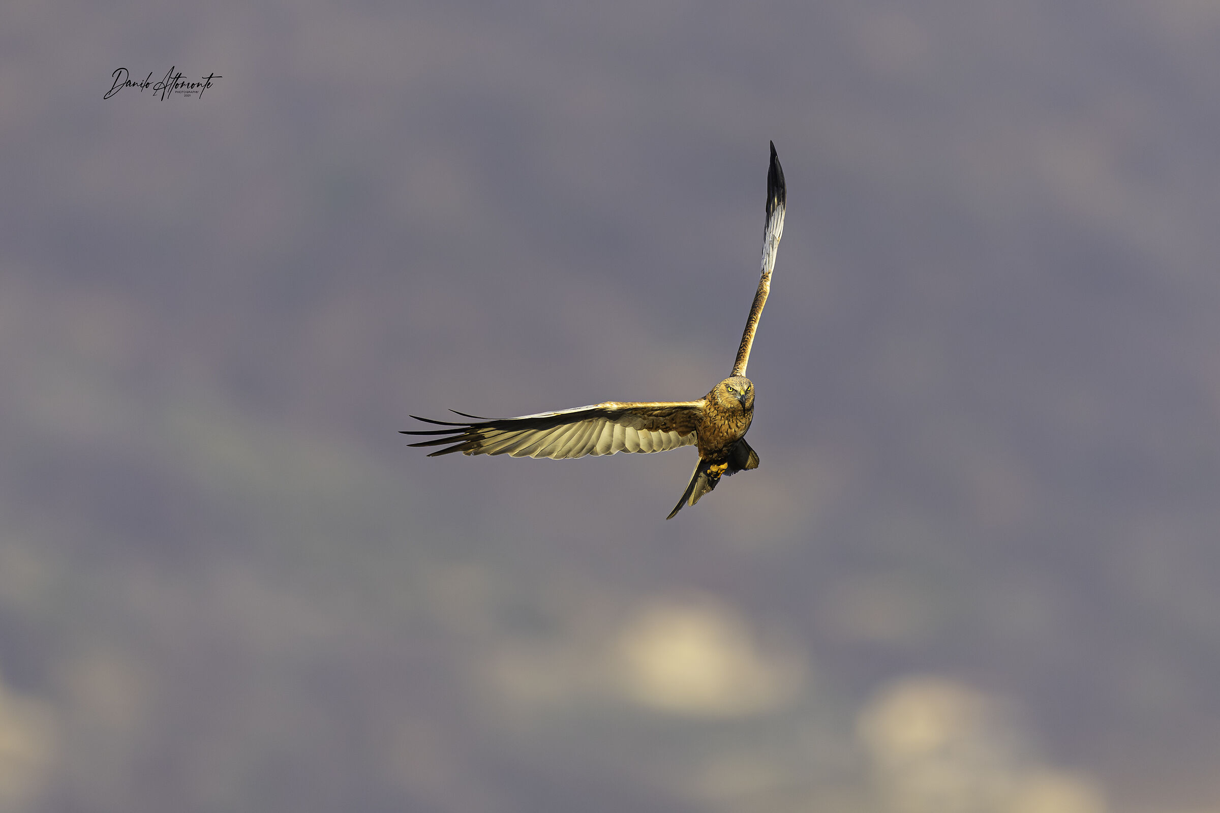 Marsh Harrier