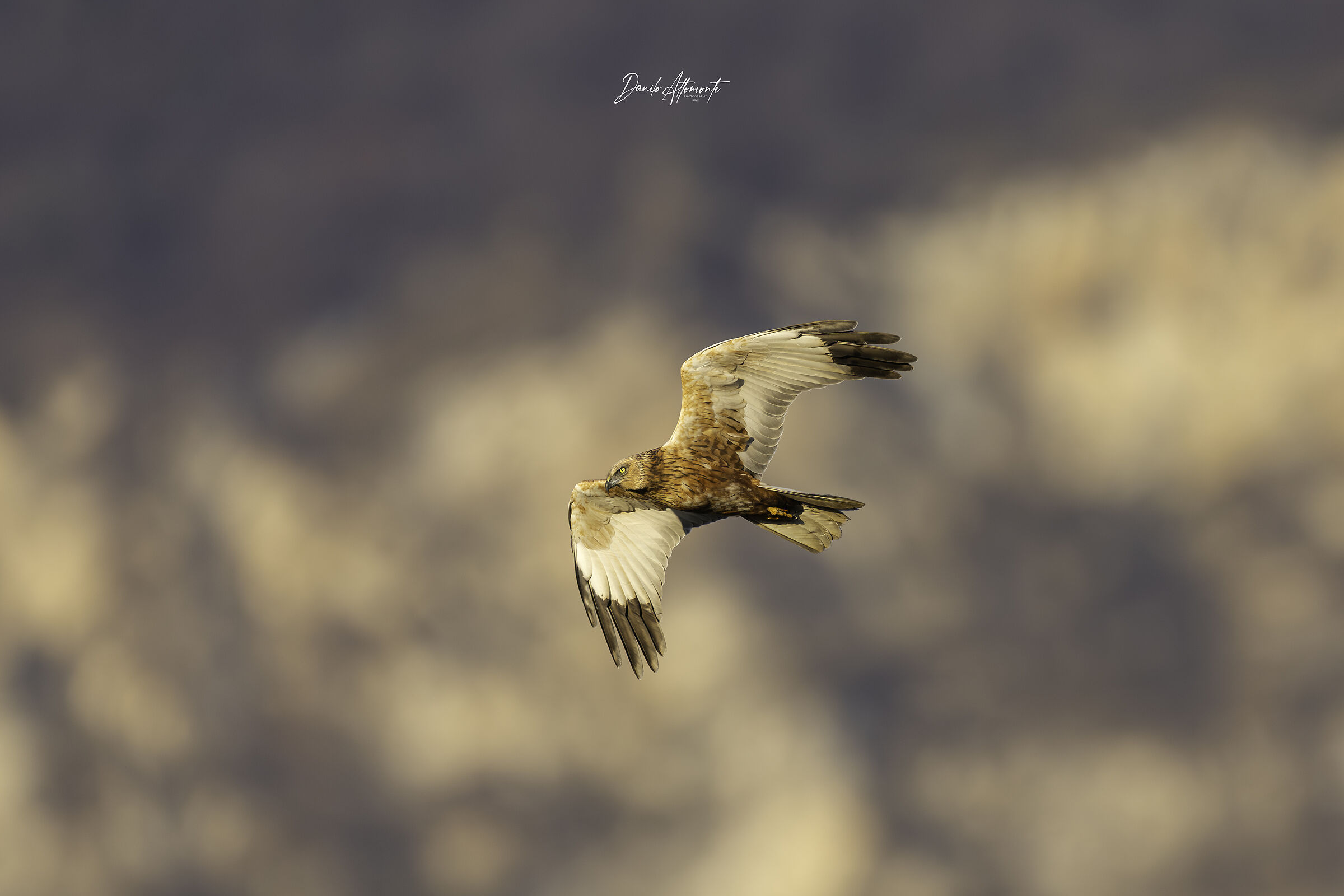 Marsh Harrier