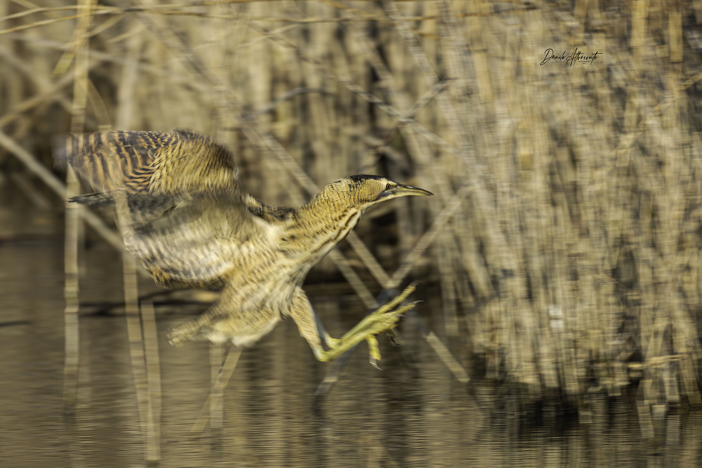 Bittern