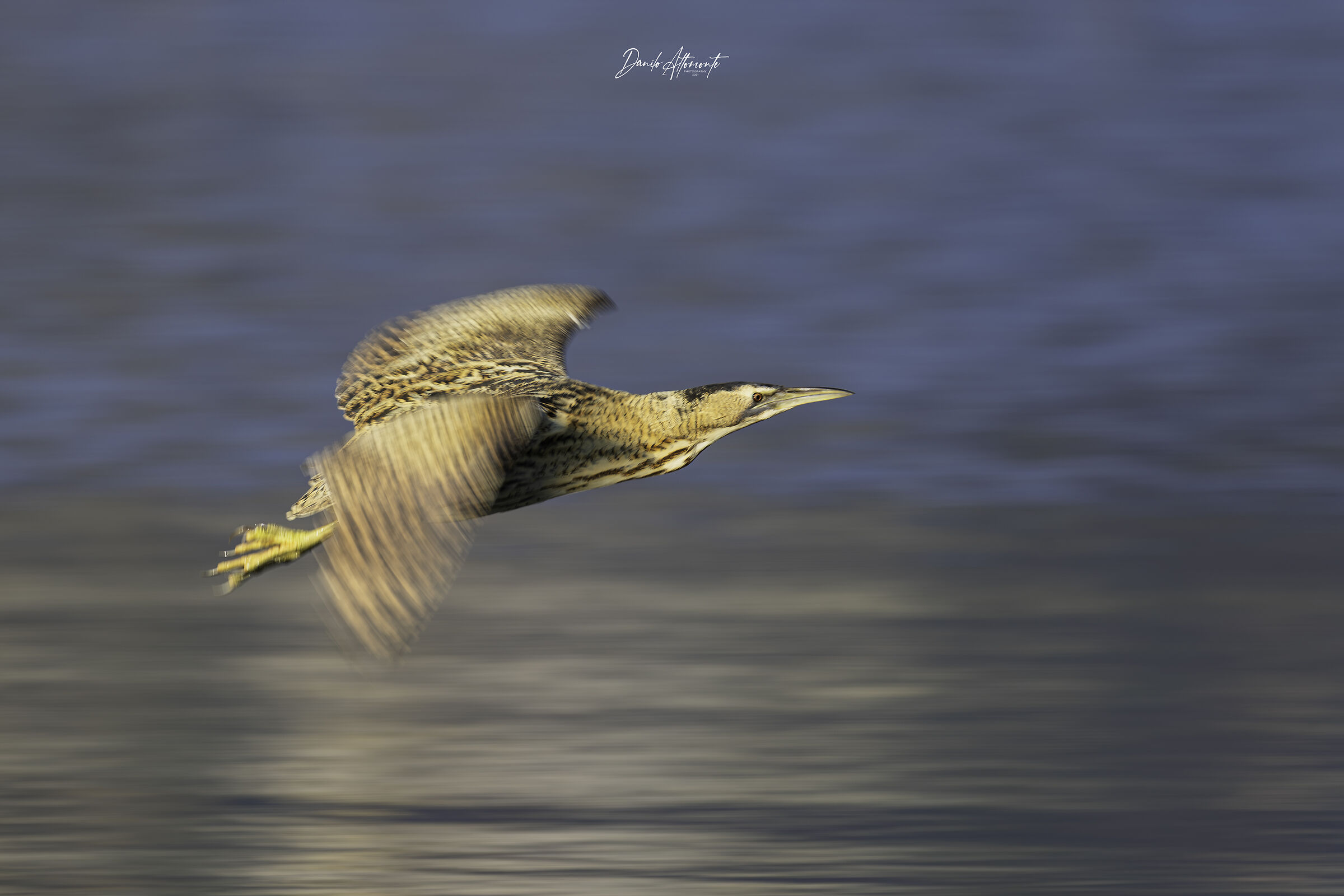 Bittern