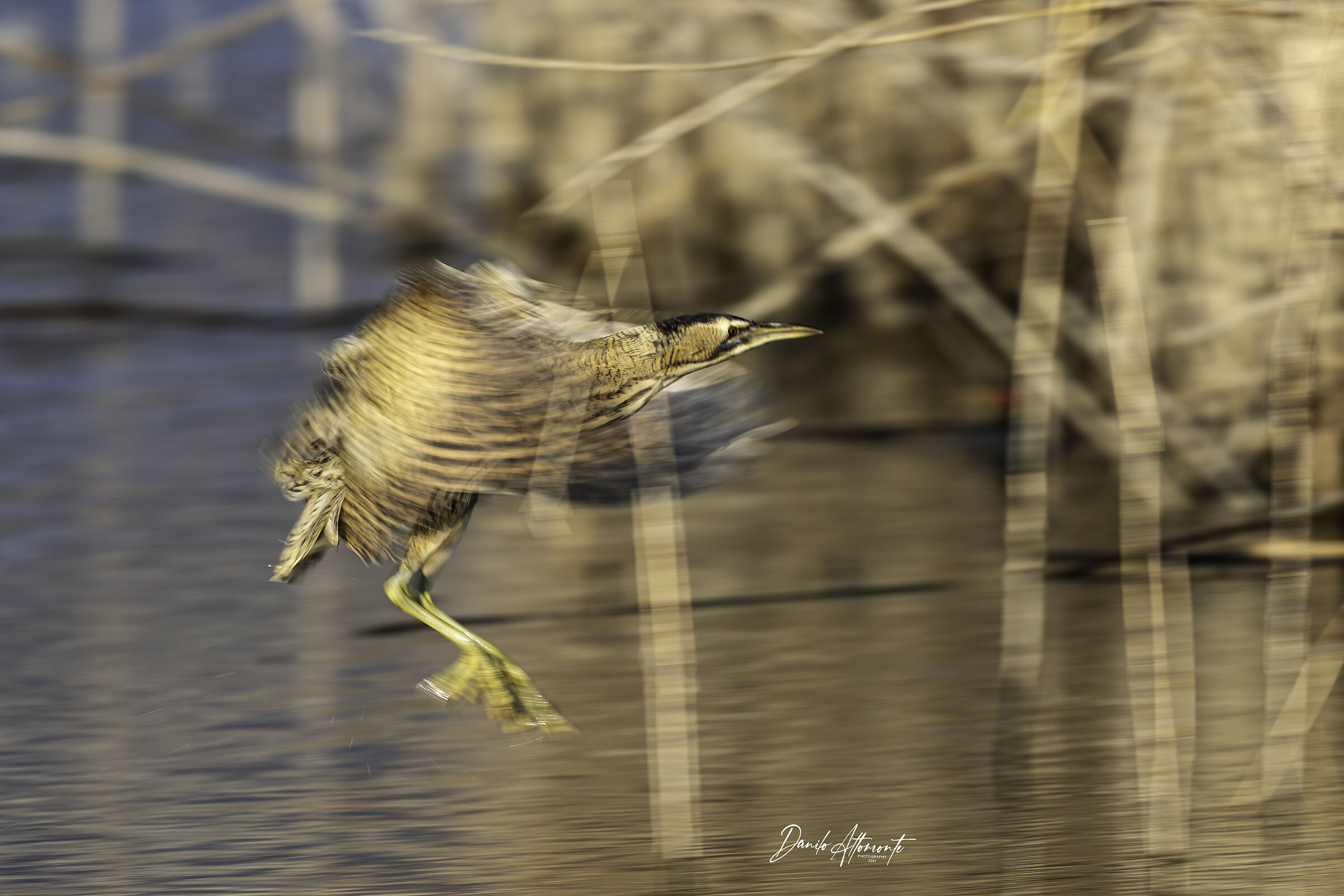 Bittern