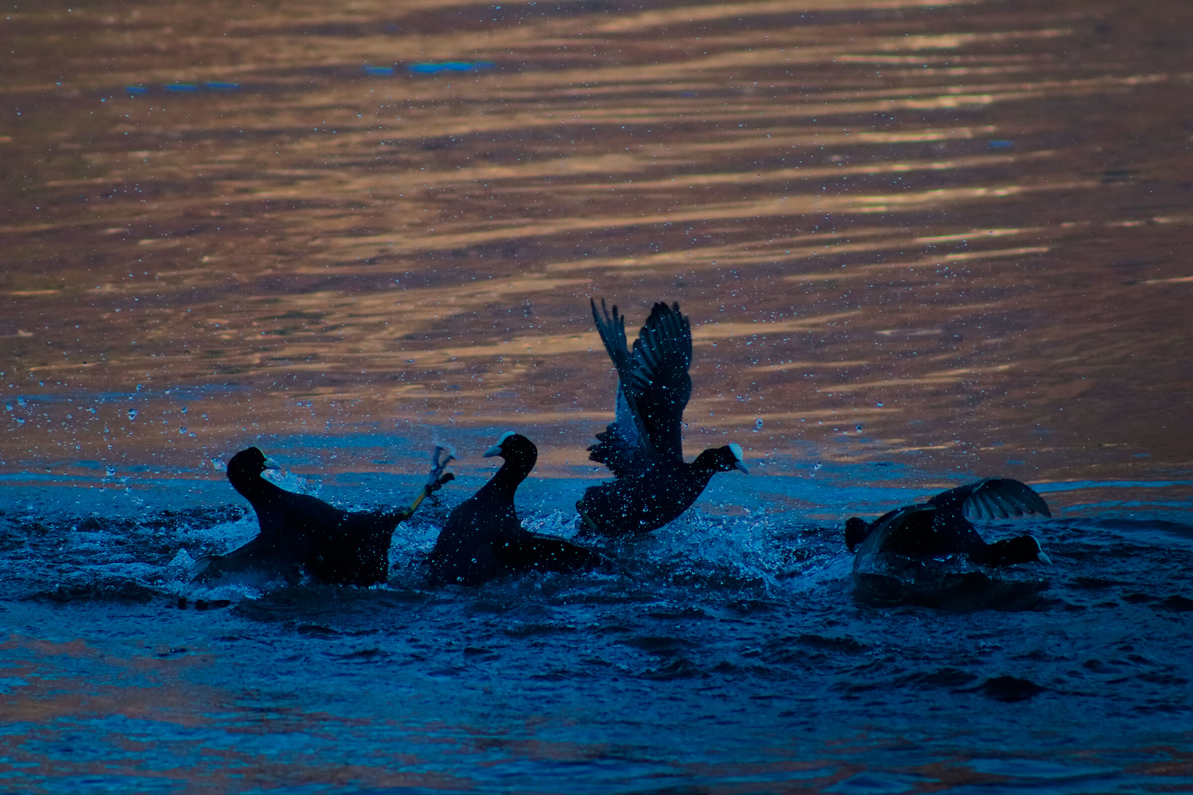 Fighting on the lake