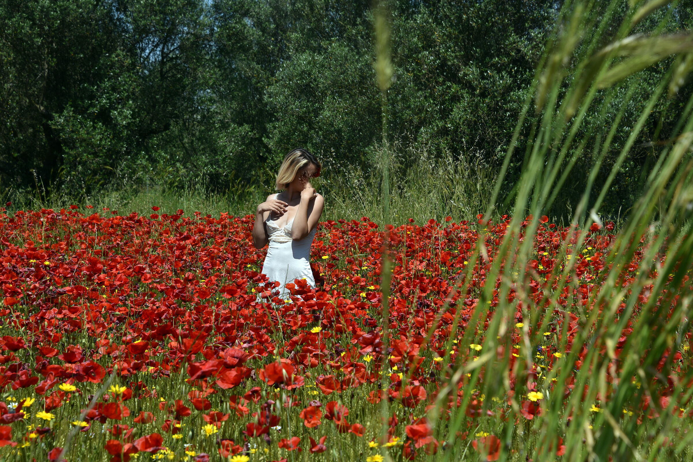 Red poppies