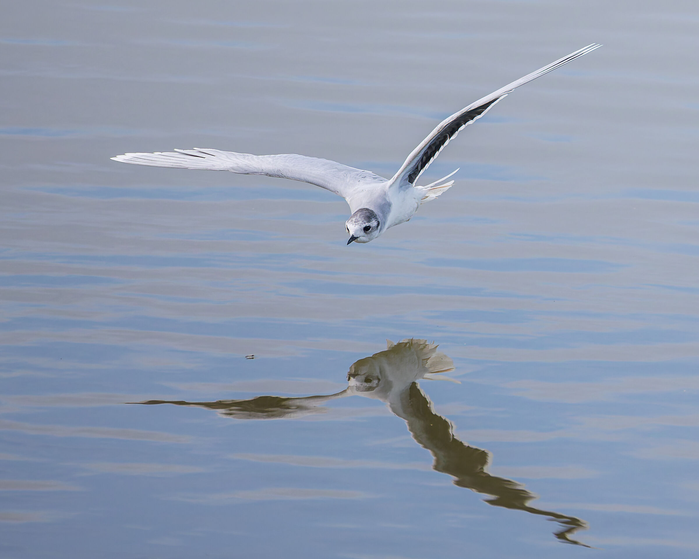 Seagull
