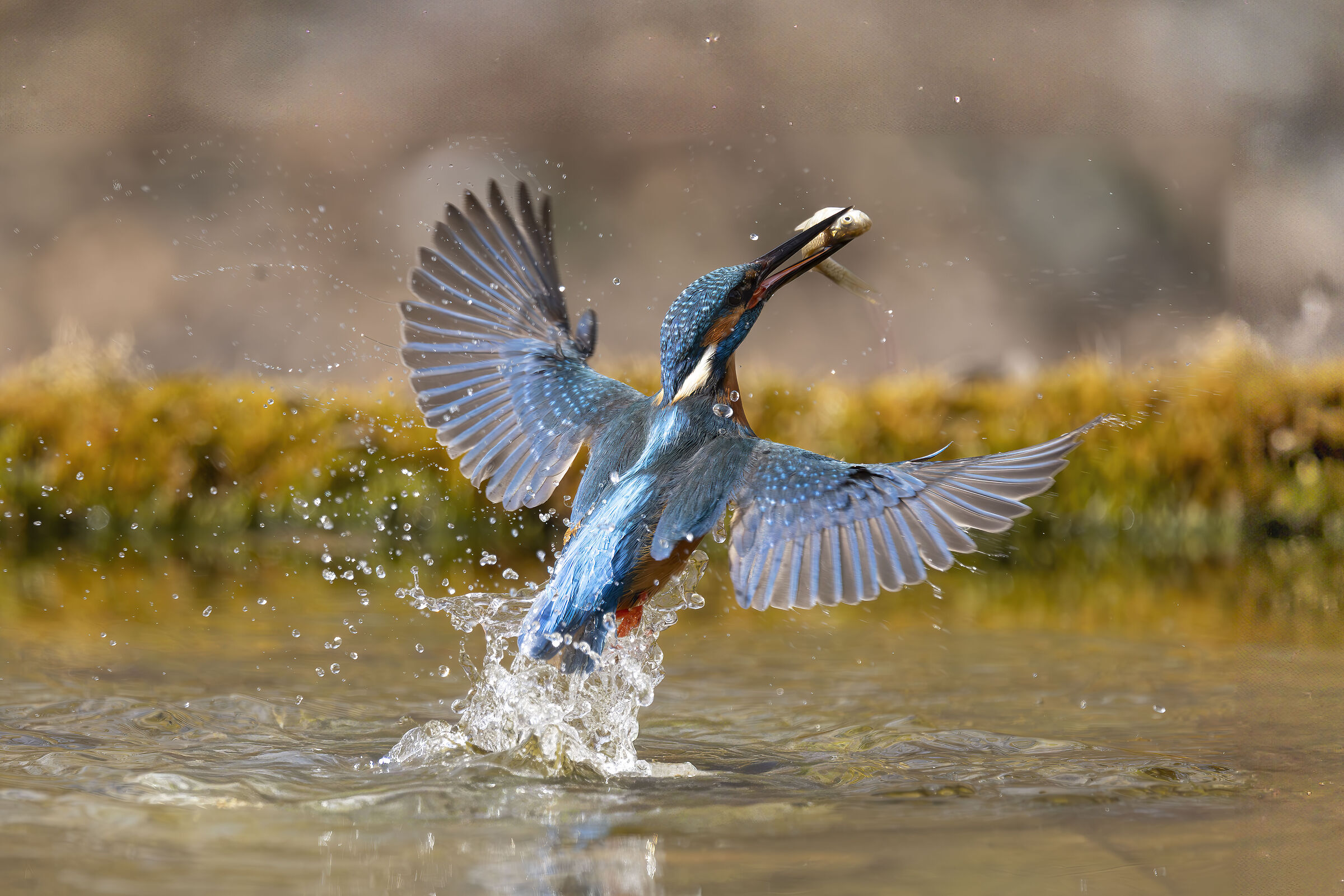 kingfisher lipu oasis of Gaggio