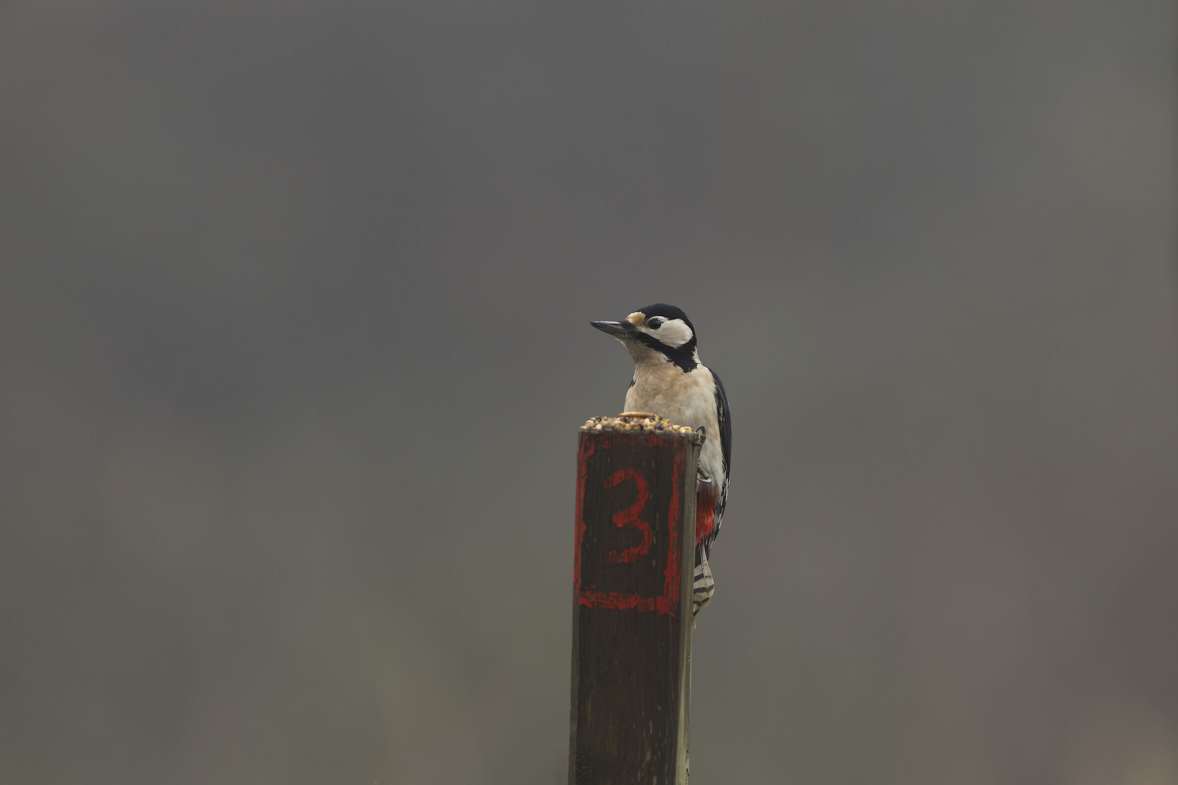 In una mattina di nebbia