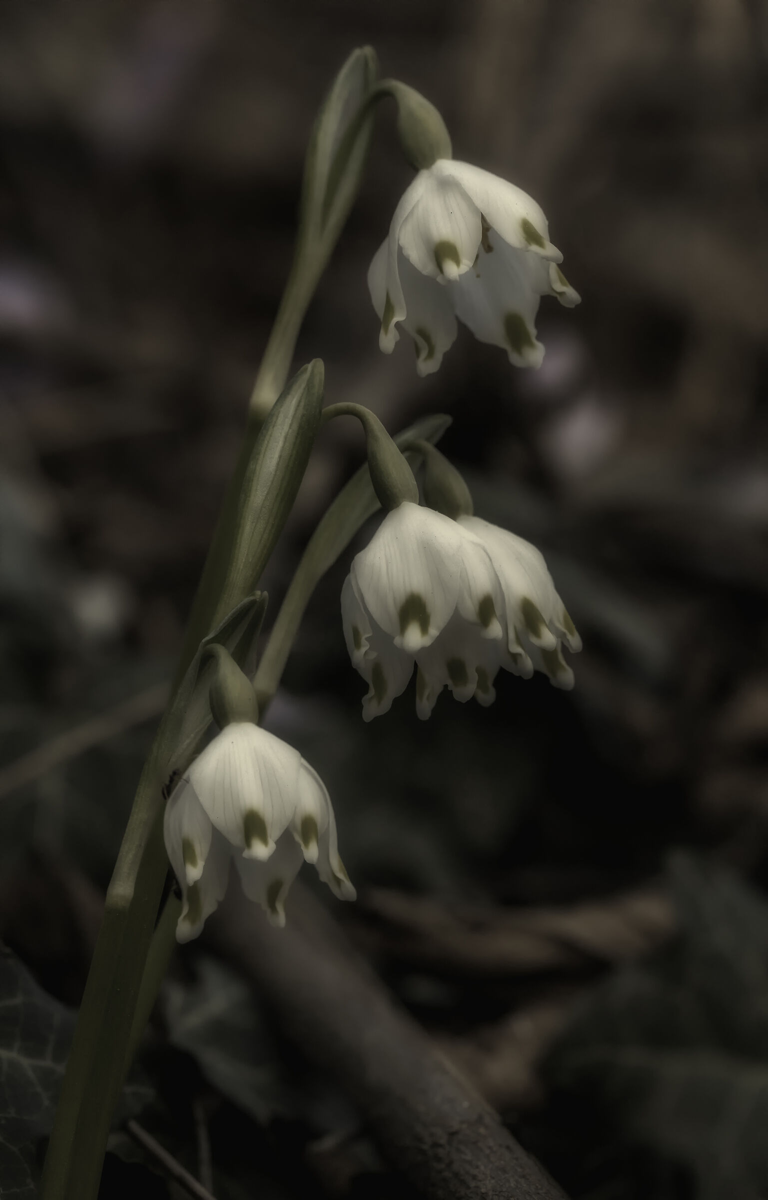Leucojum vernum (campanellino di primavera)