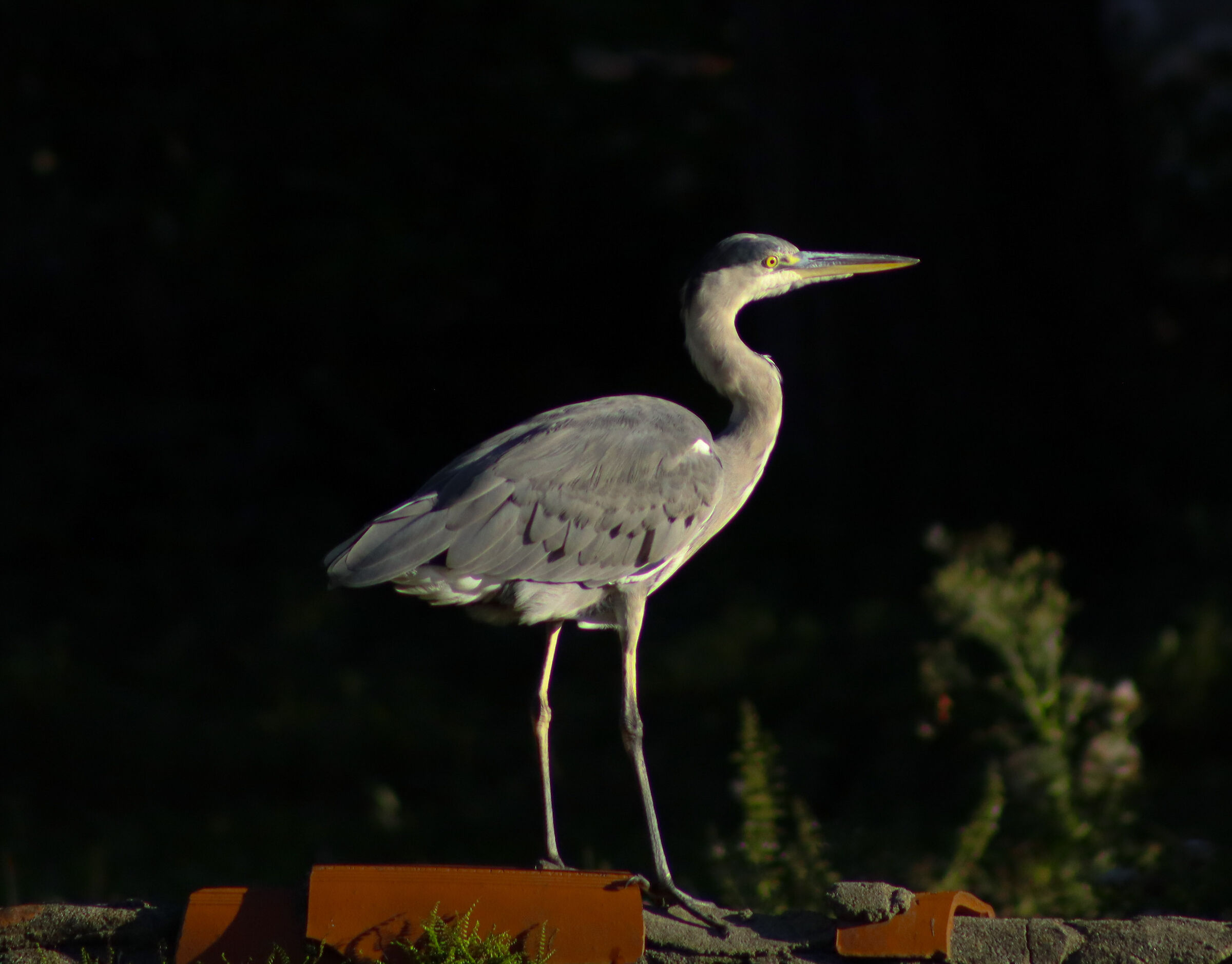 Adda heron