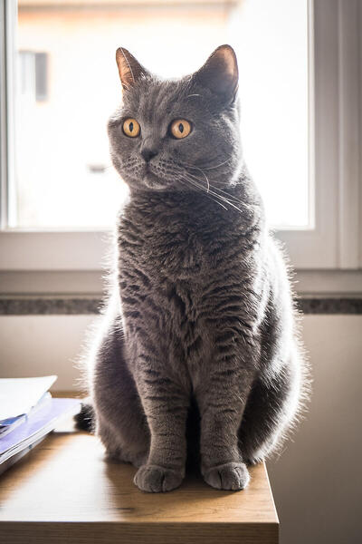 Foto