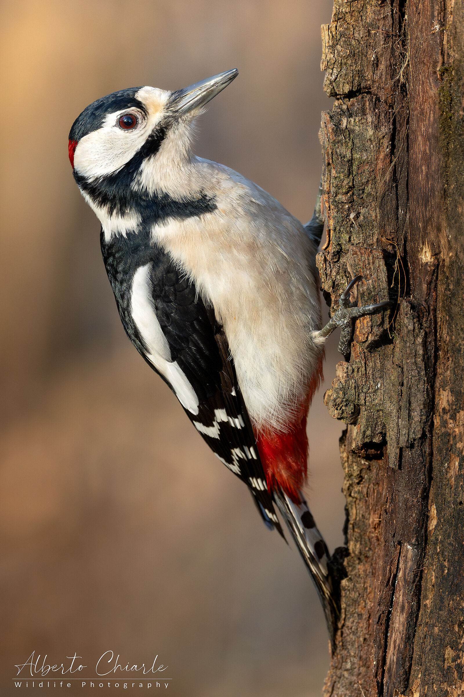 Great Spotted Woodpecker