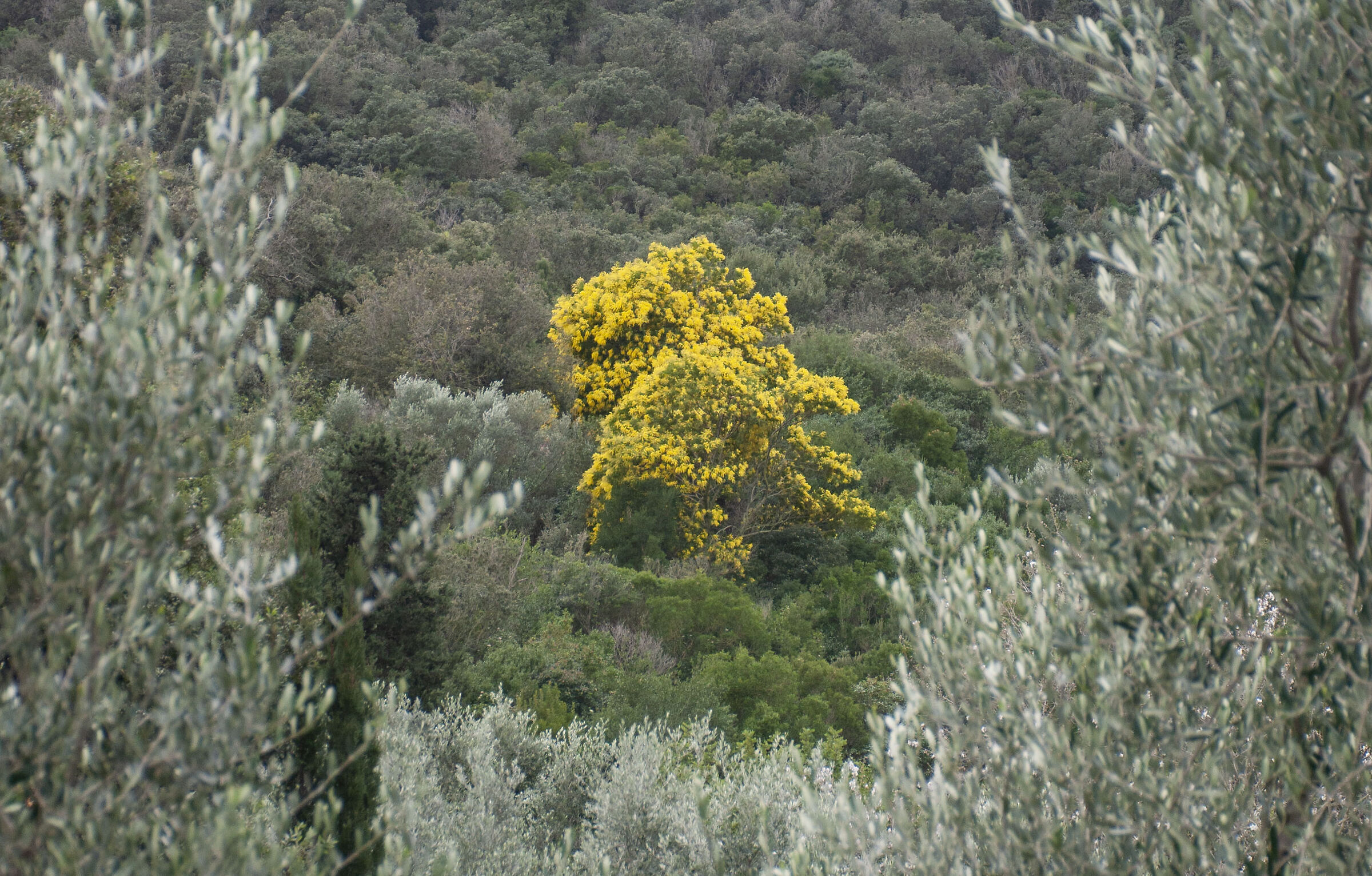 Asocial mimosa