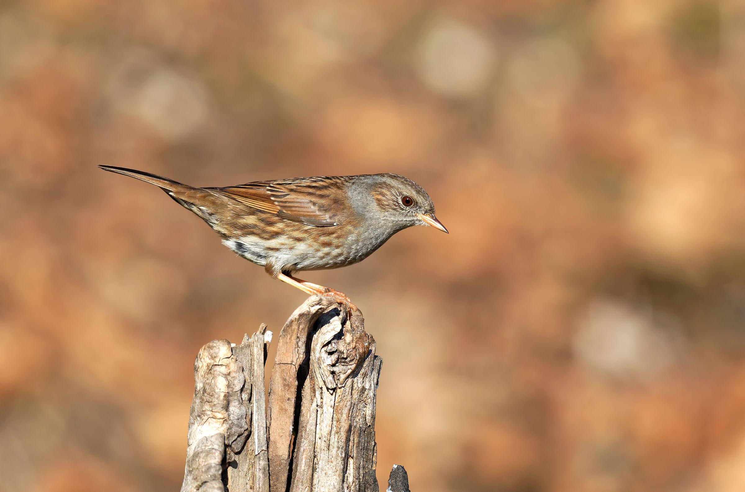 Passera scopaiola