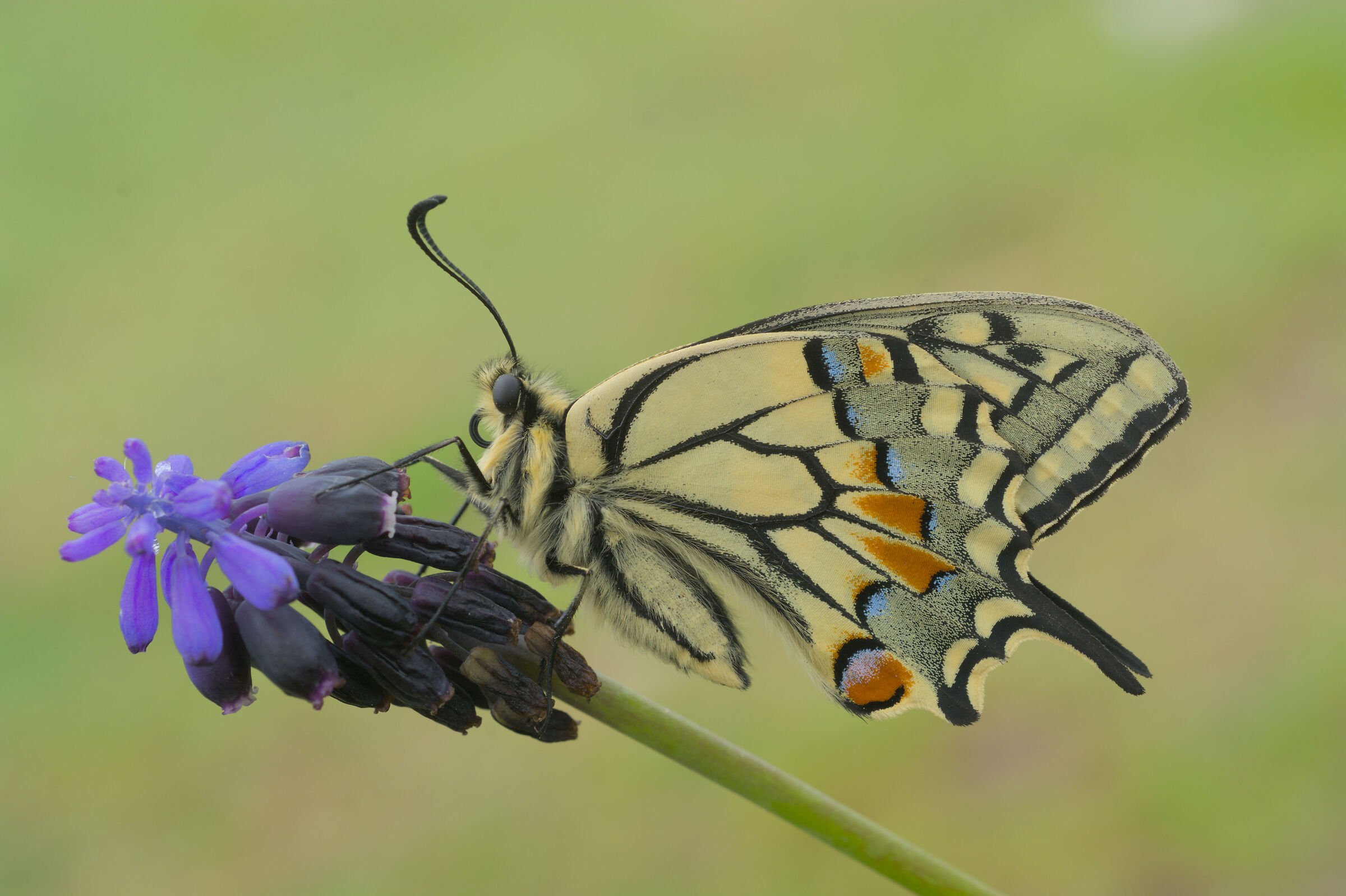 Papilio Machaon