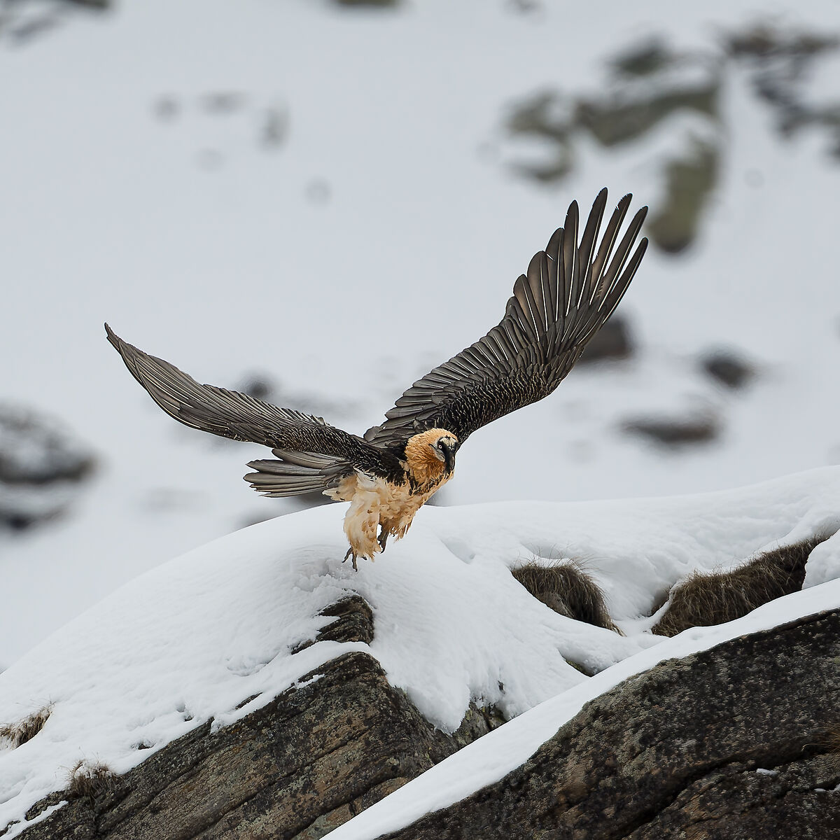 Gypaetus Barbatus - Parco Nazionale Gran Paradiso