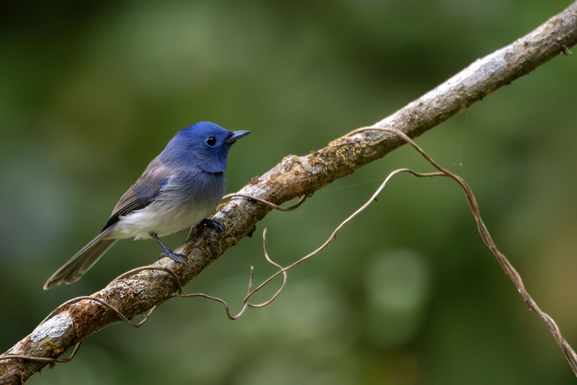 Black-Naped Monarch