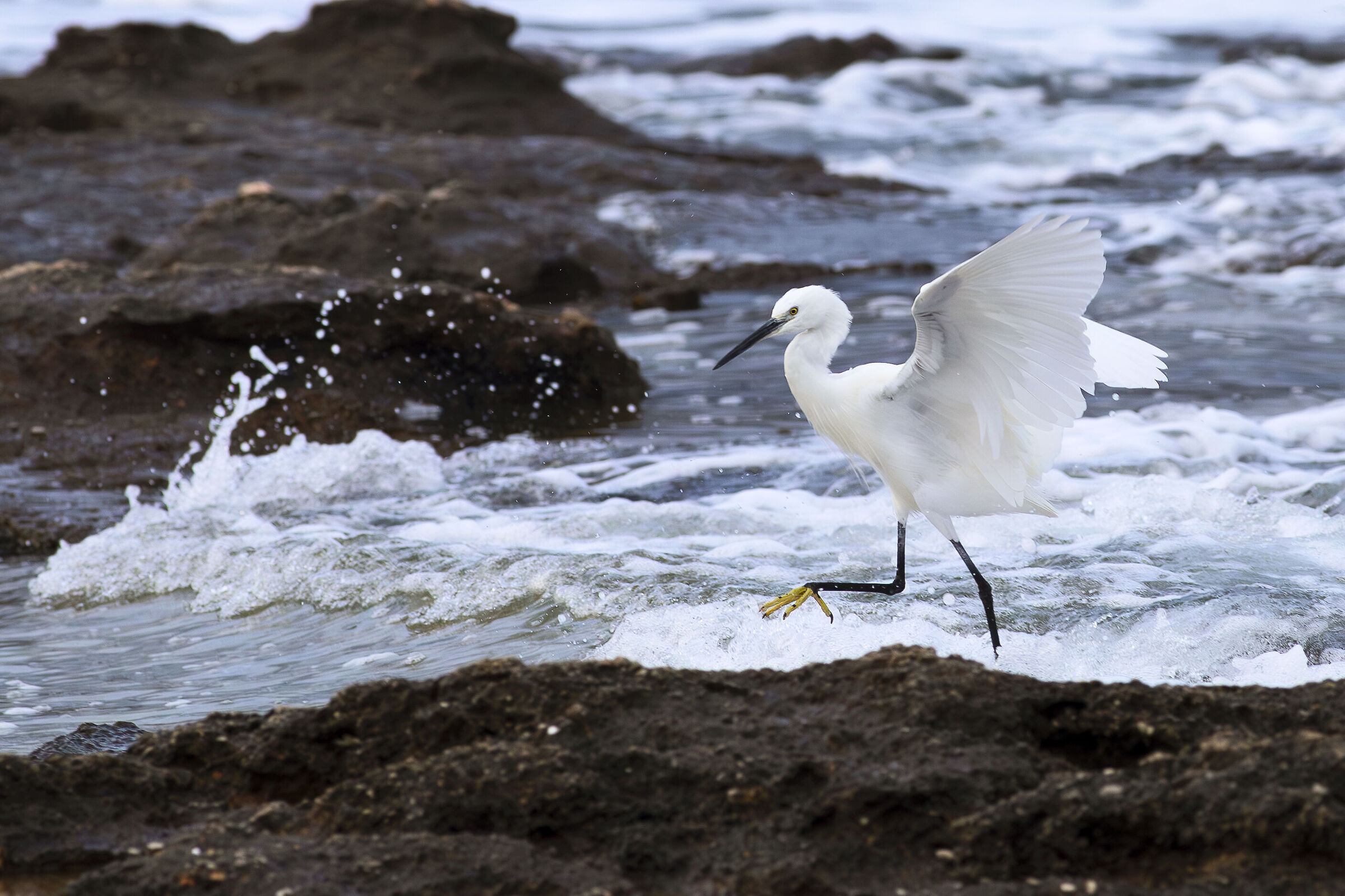 Little Egret