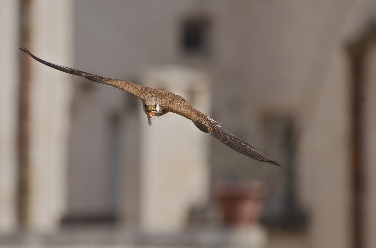 The arrow in the south - Lesser Kestrel