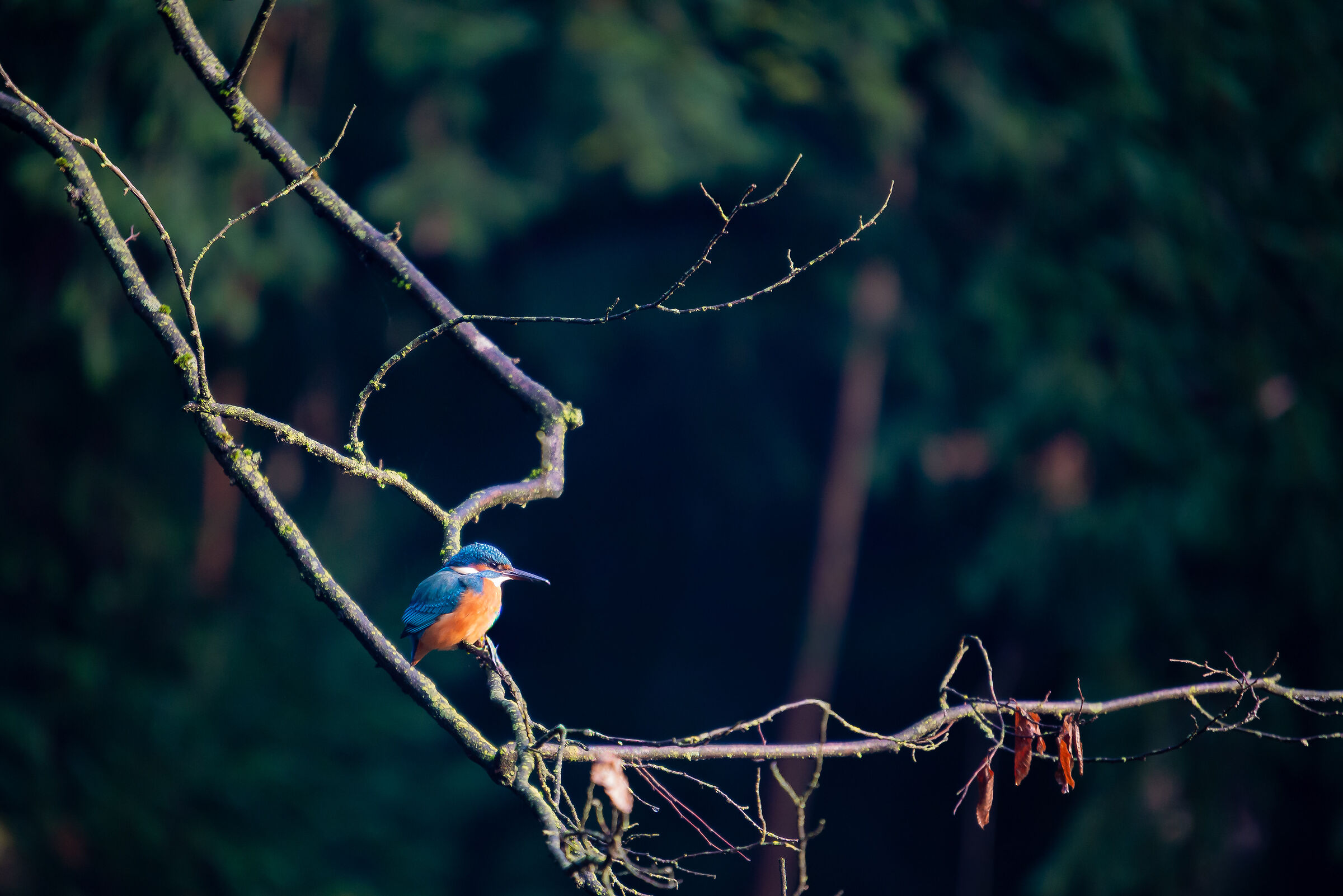 Martin pescatore femmina-Alcedo Atthis - Novembre 2025