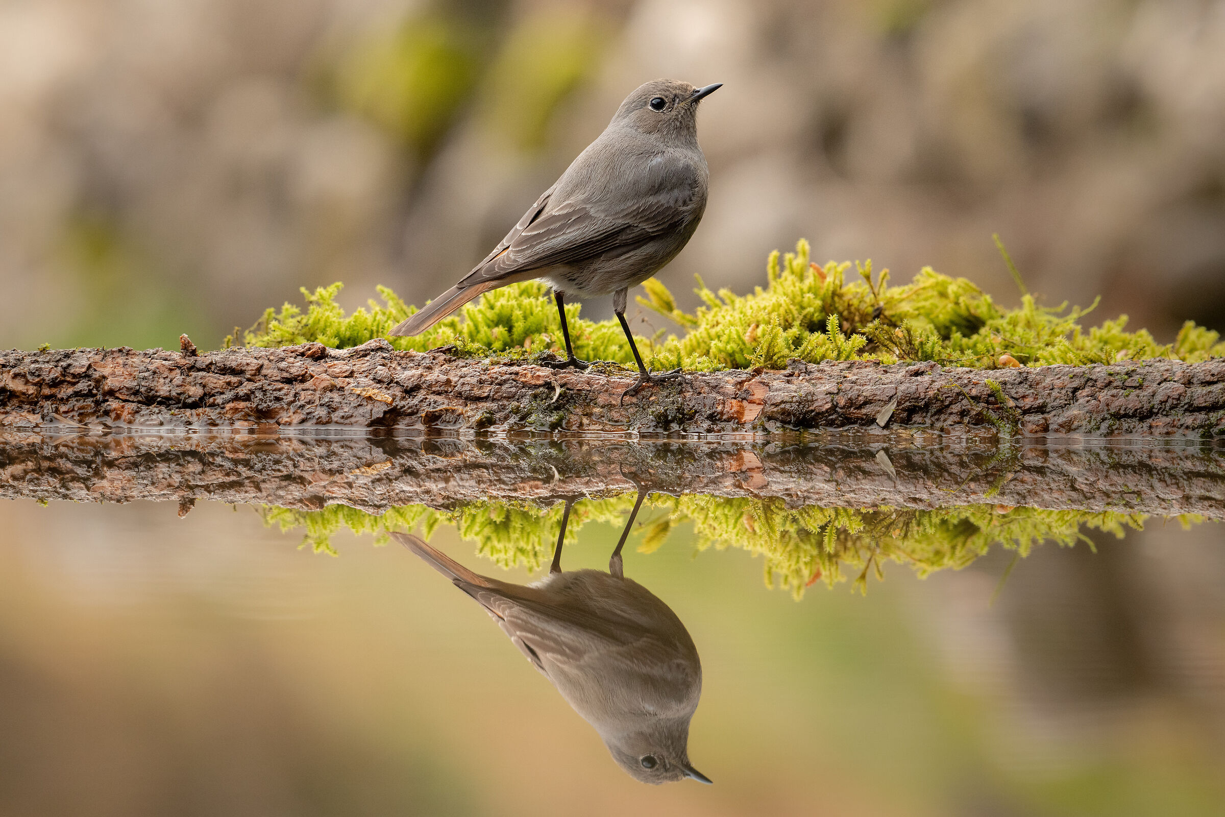 Riflessi