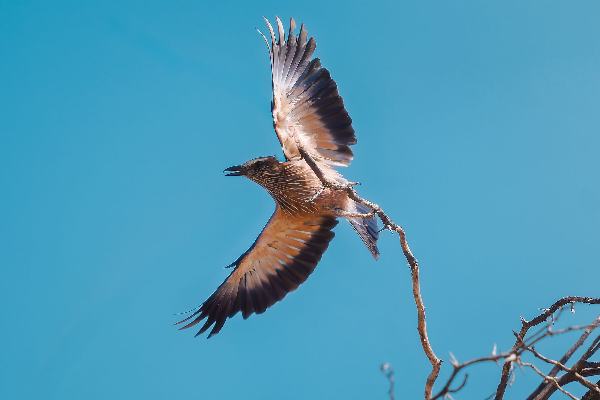 European roller, rufous-headed roller