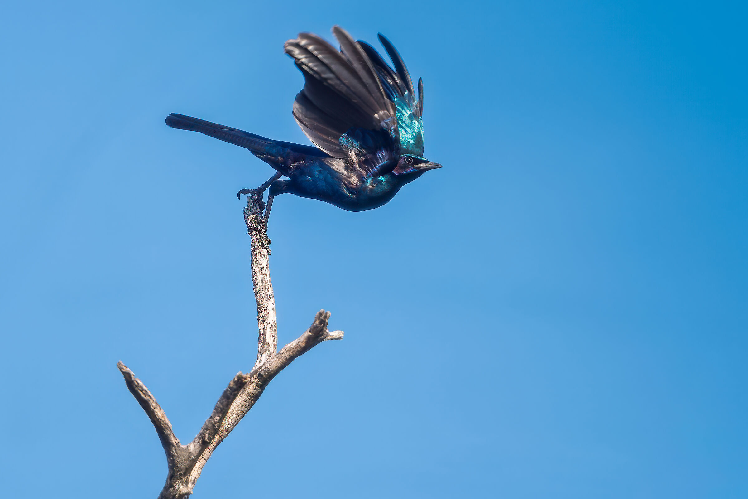 Splendid Burchell starling