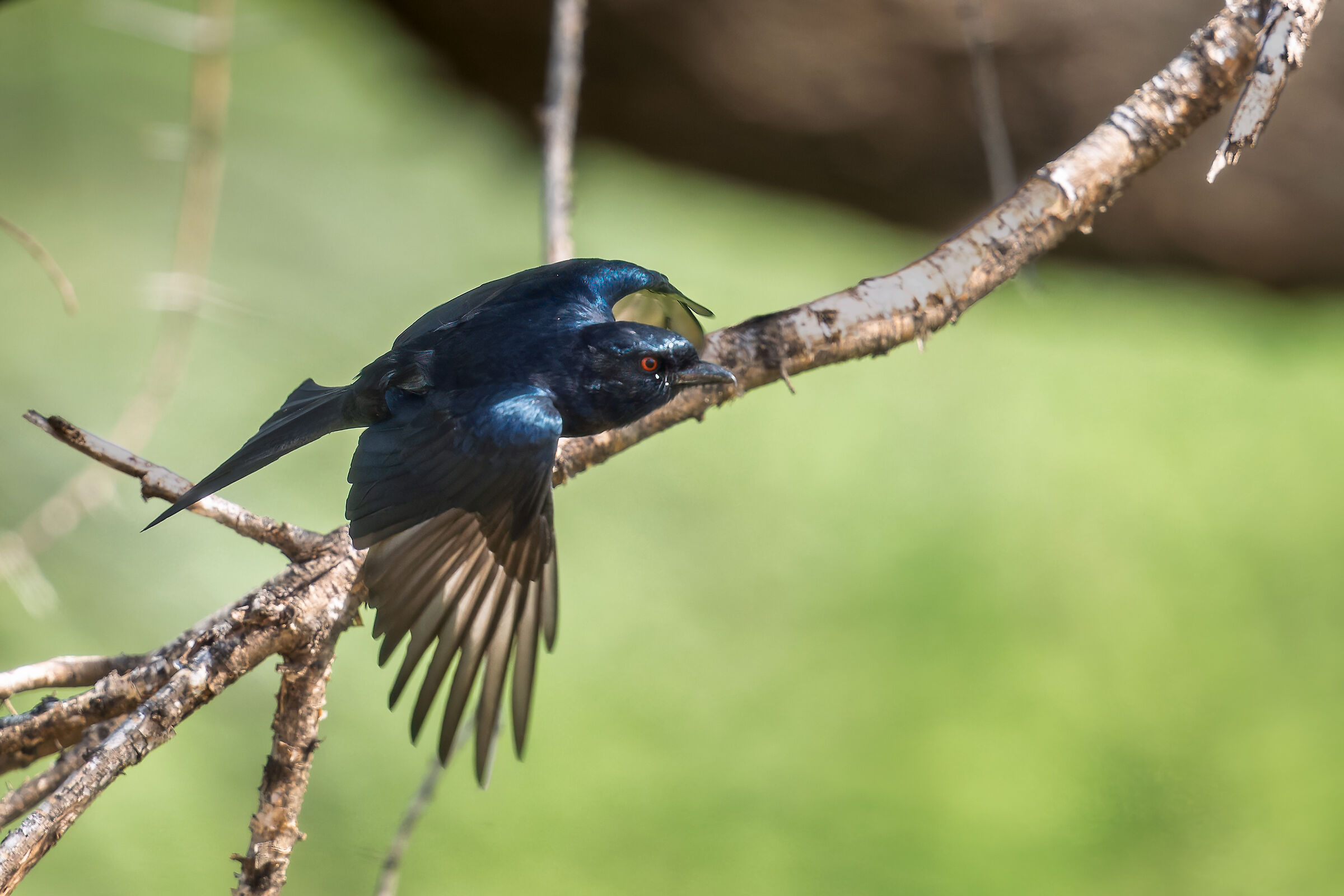 Drongo