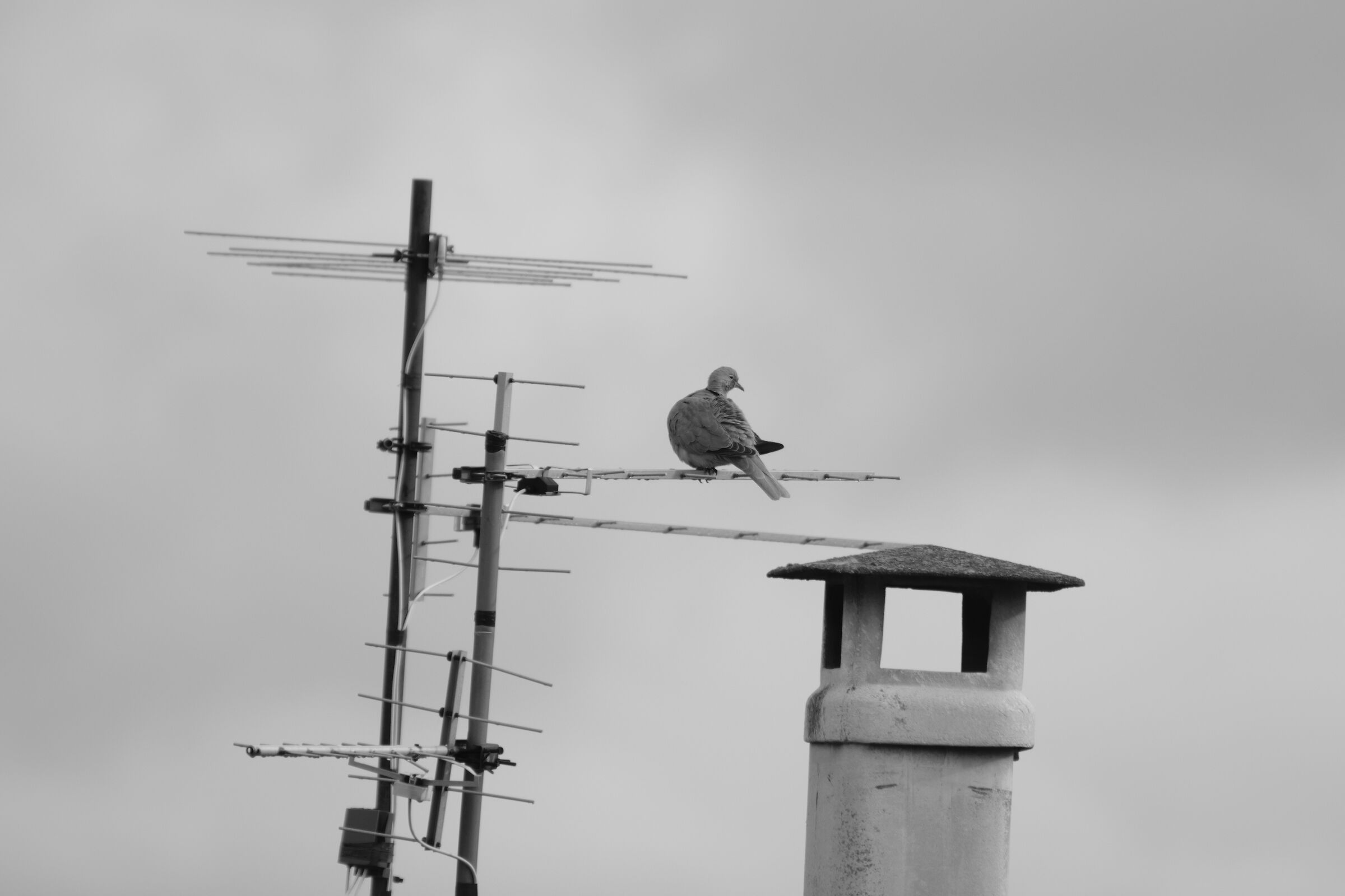 Interference... Birds