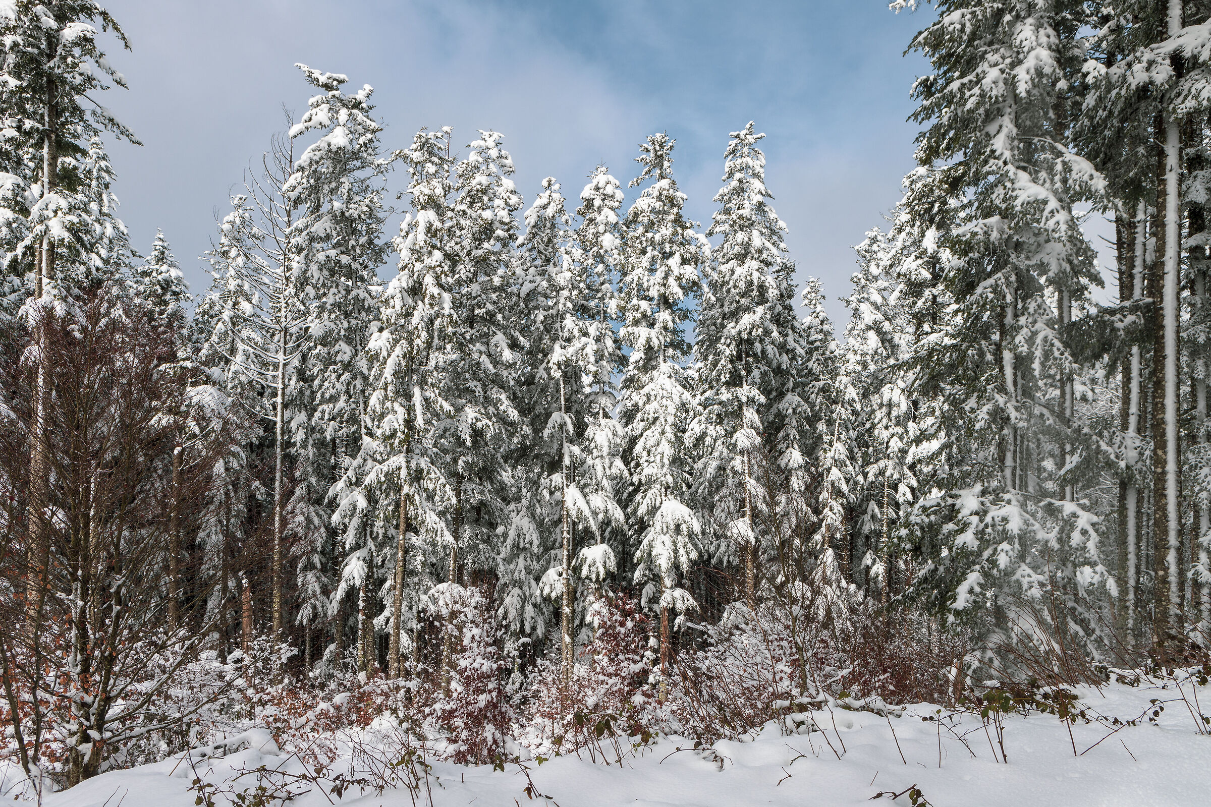 Snow-covered fir trees