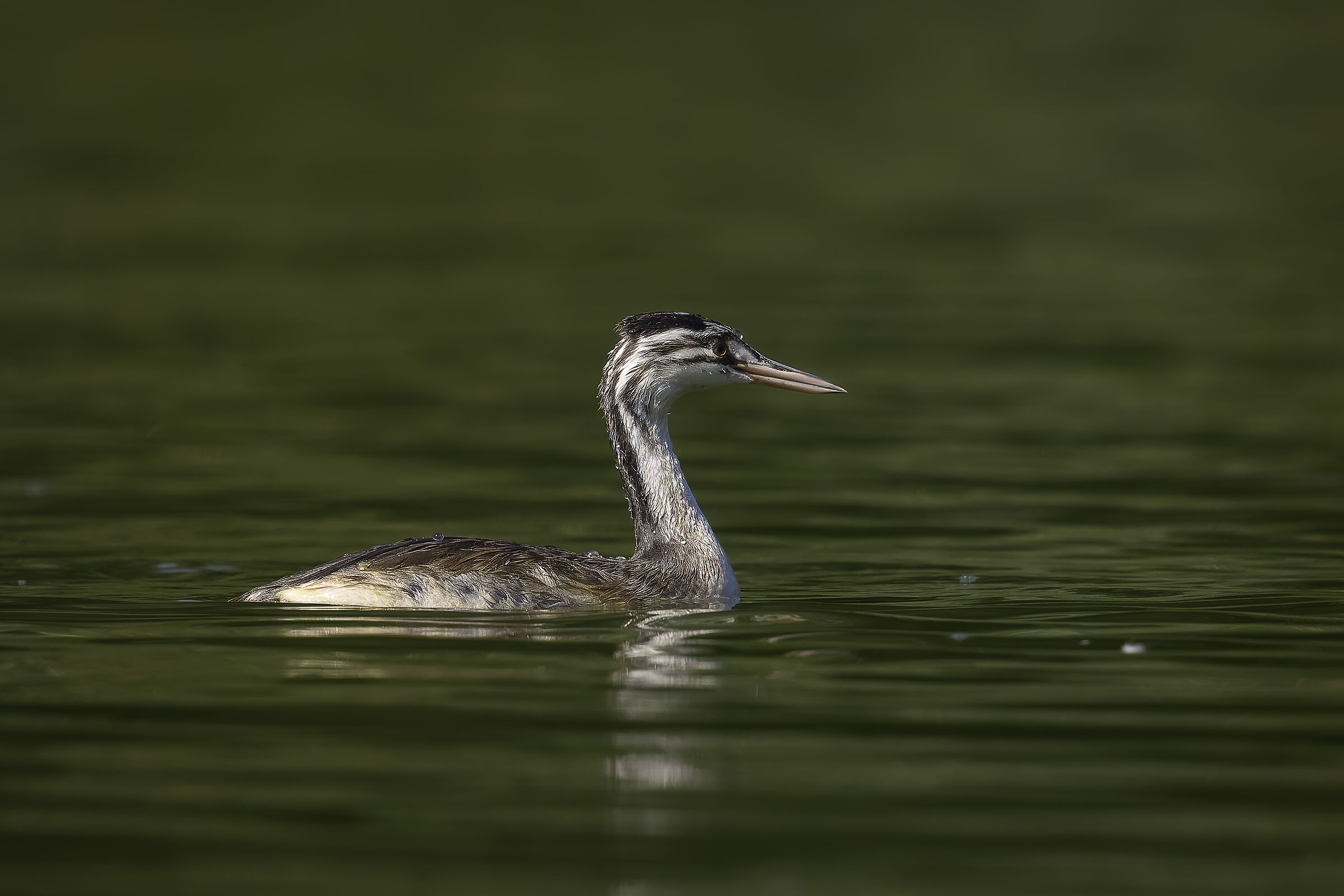 Young grebe