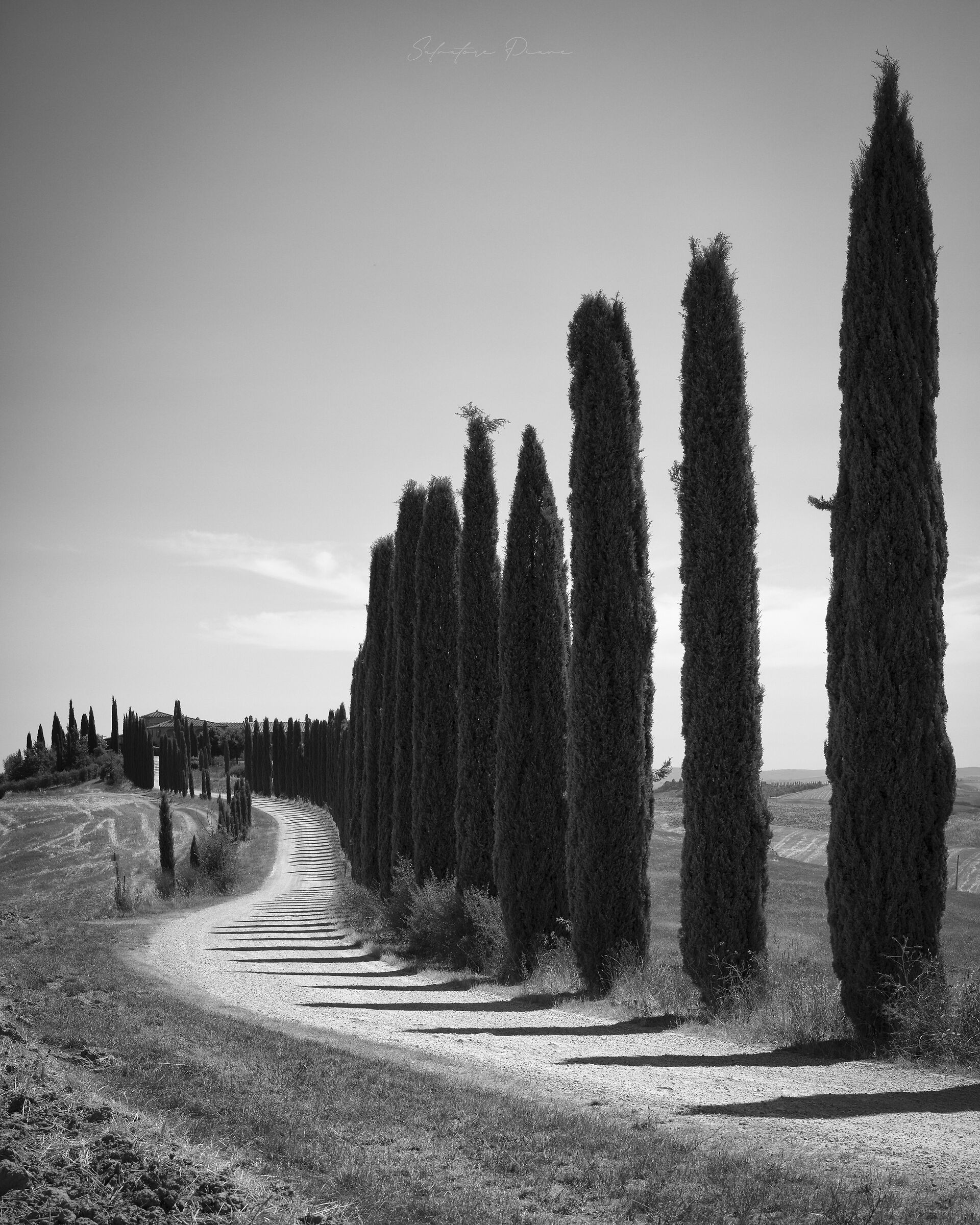 Viale dei cipressi