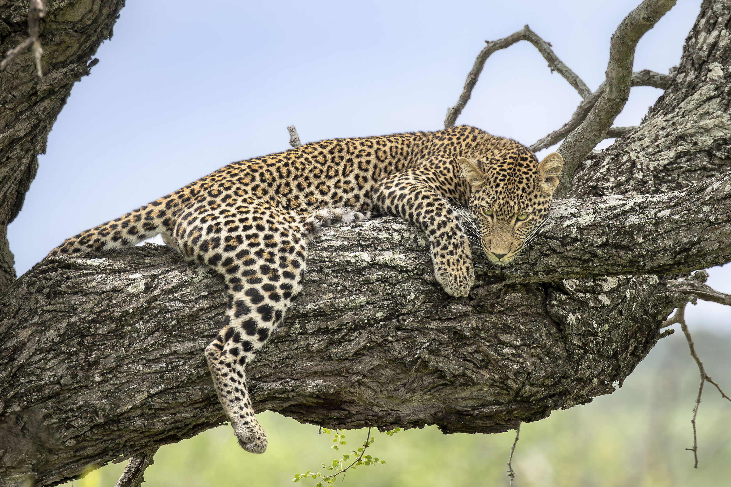 Kruger NP