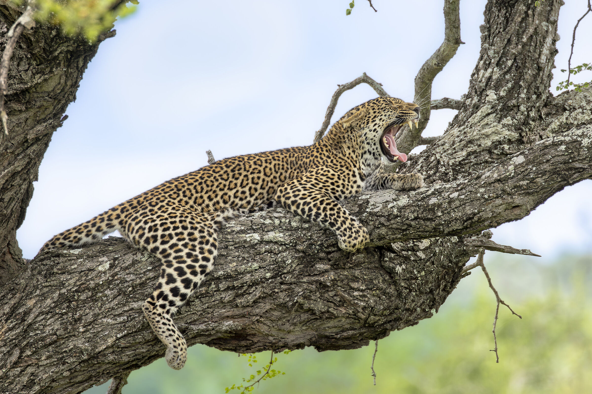 kruger NP