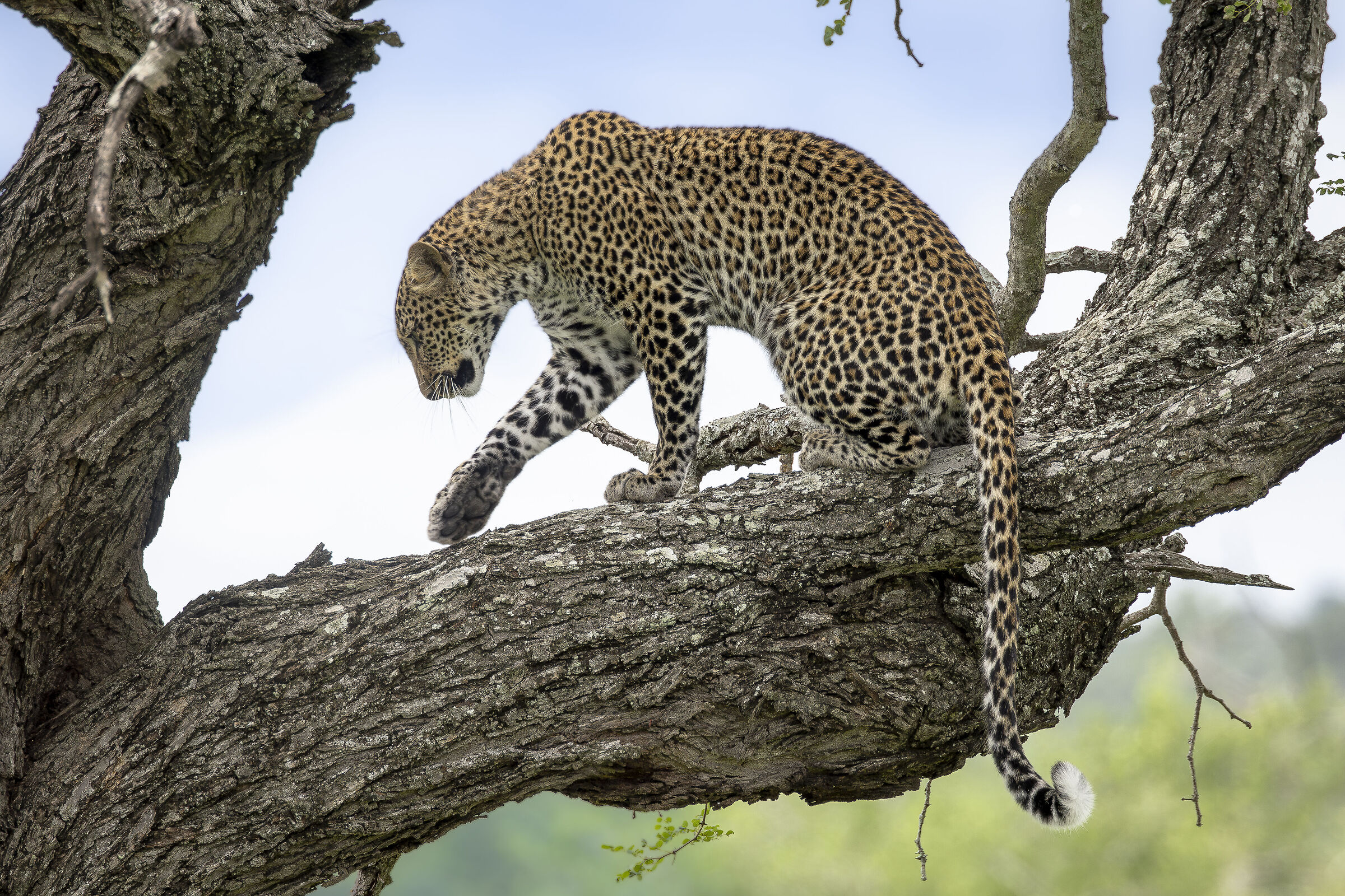 Kruger NP