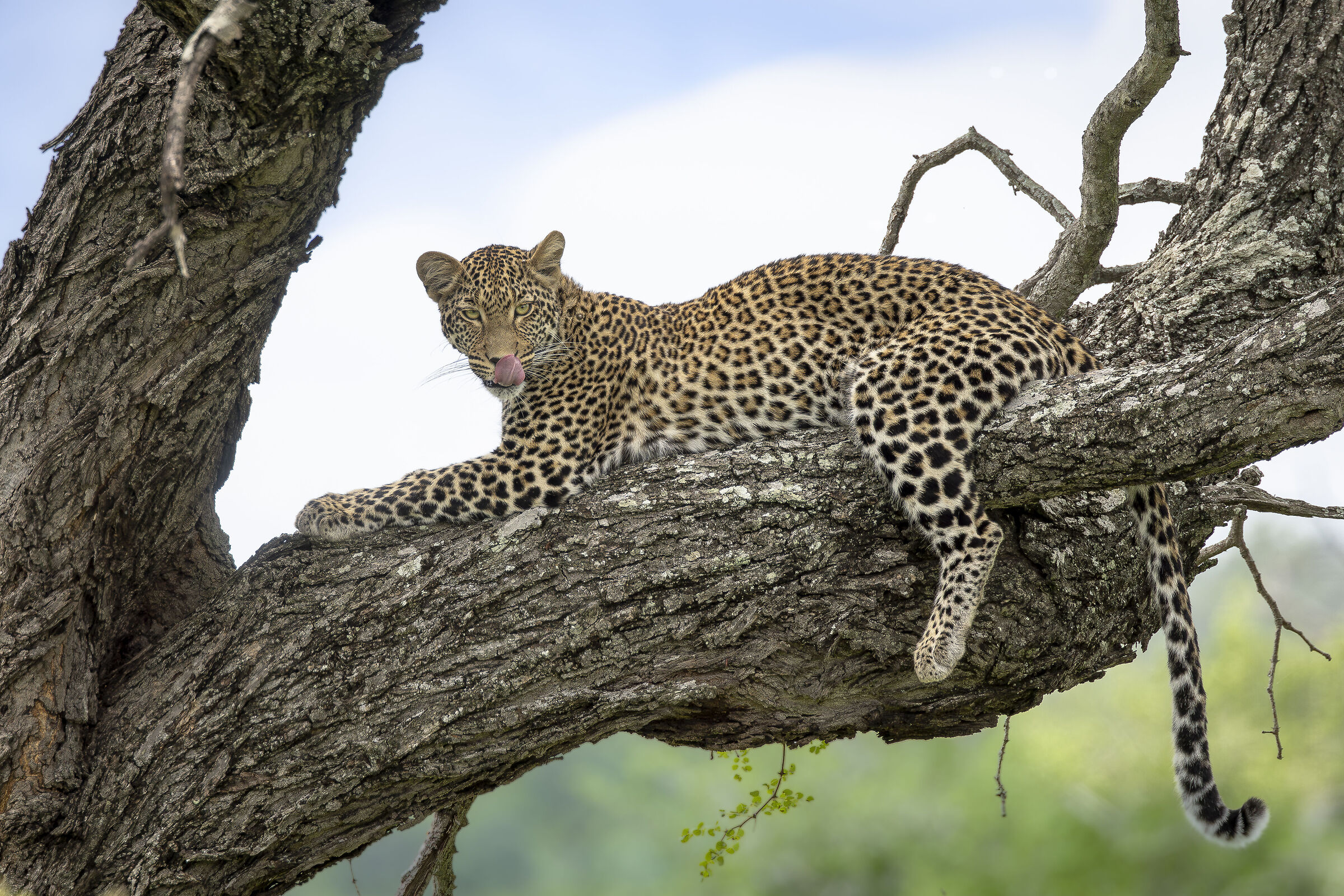 kruger NP