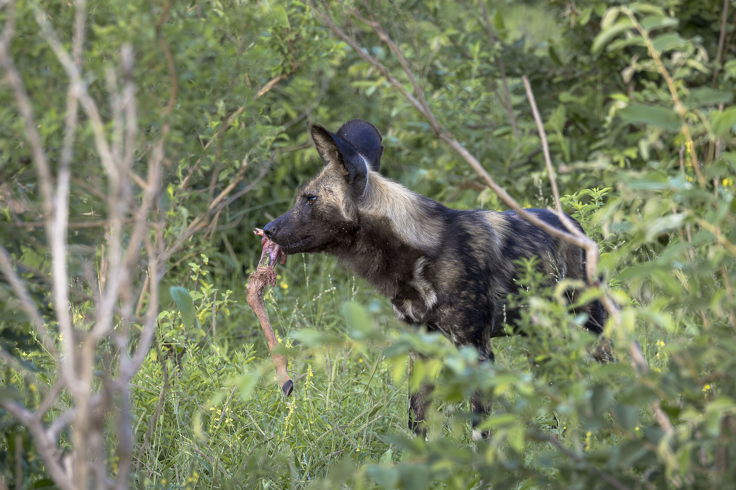 Kruger NP