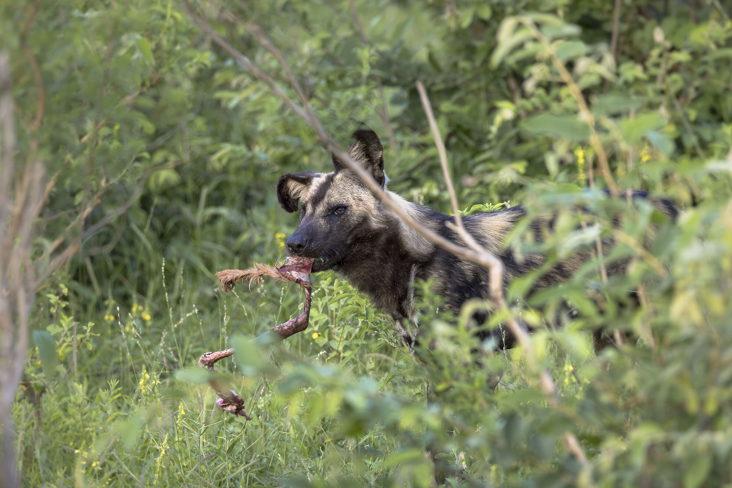 kruger NP