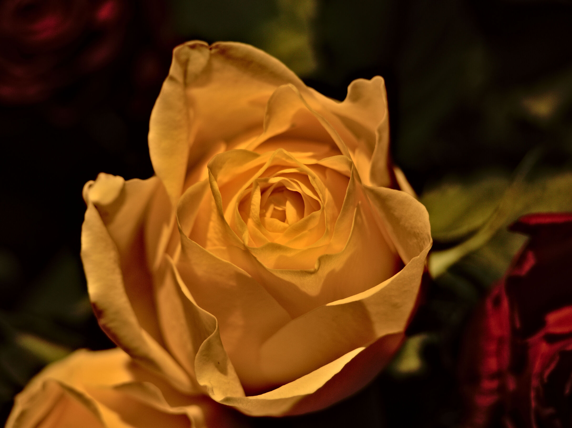 Rosellina