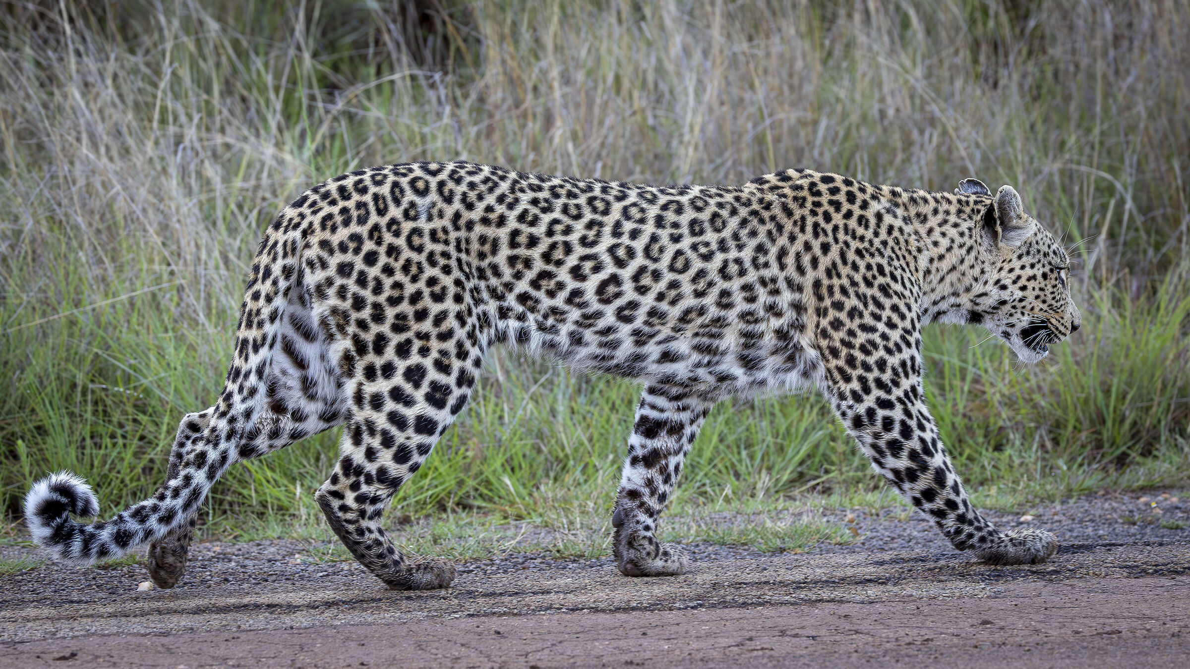 Pilanesberg NP