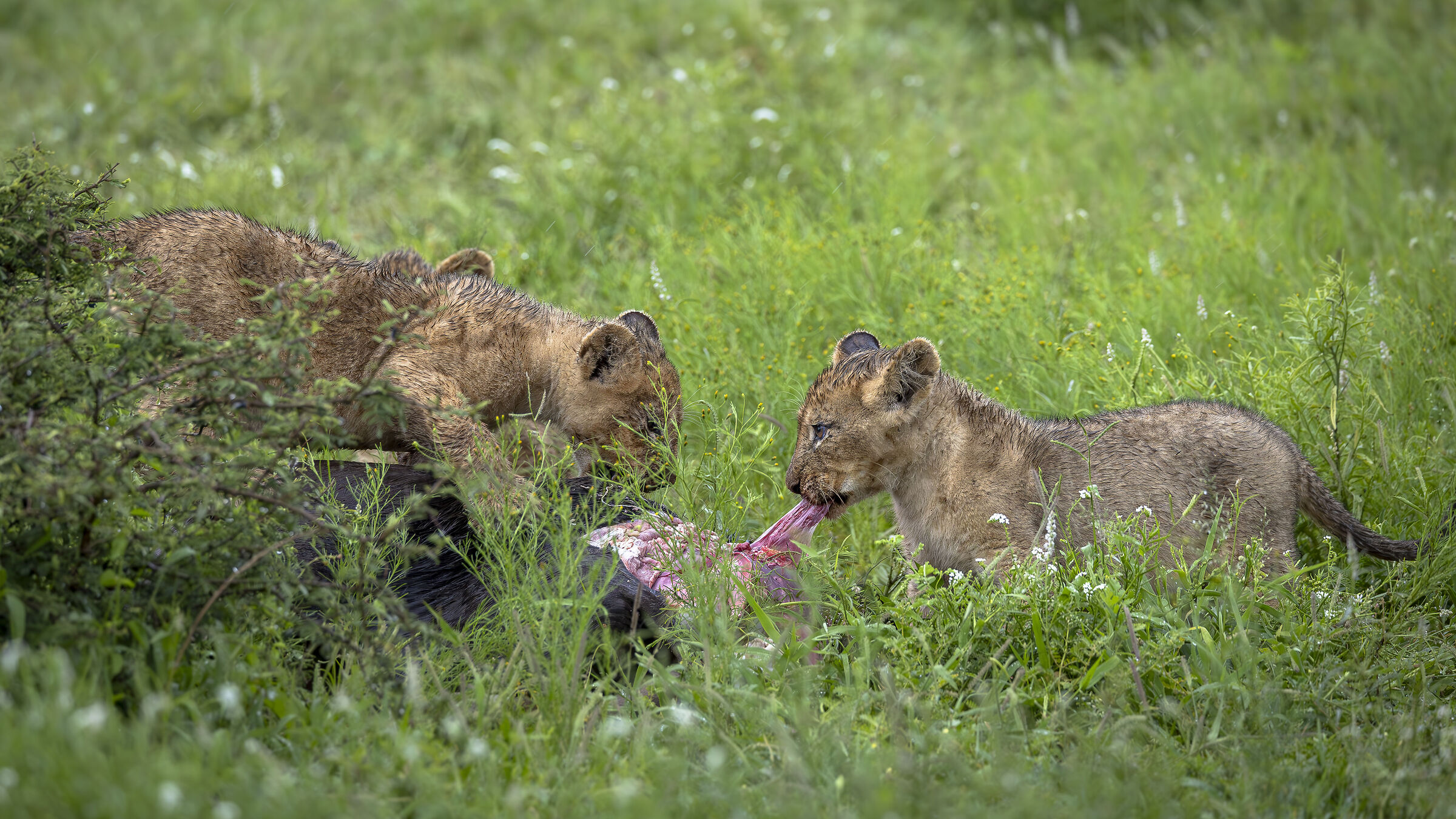 kruger NP
