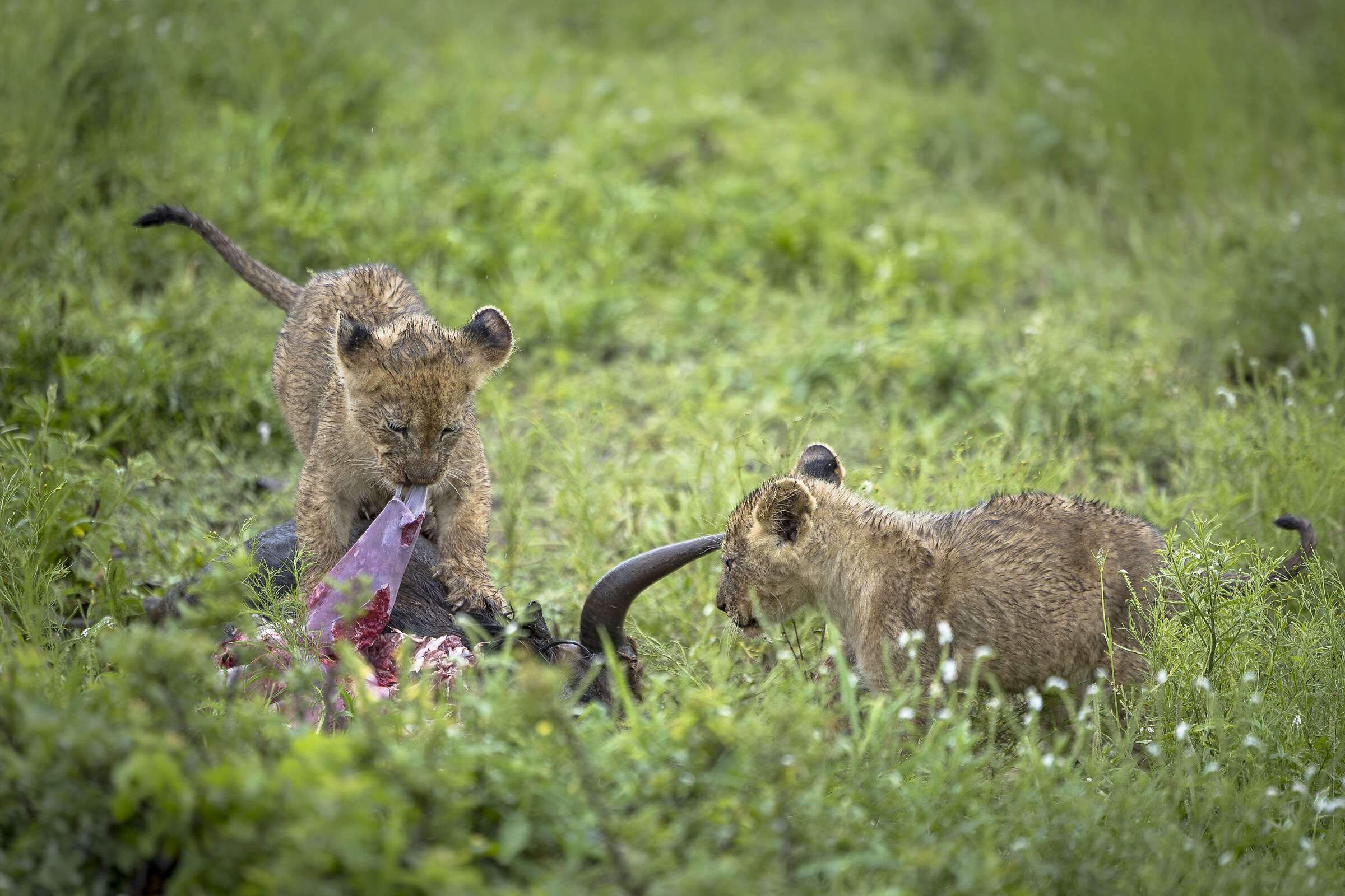 Kruger NP