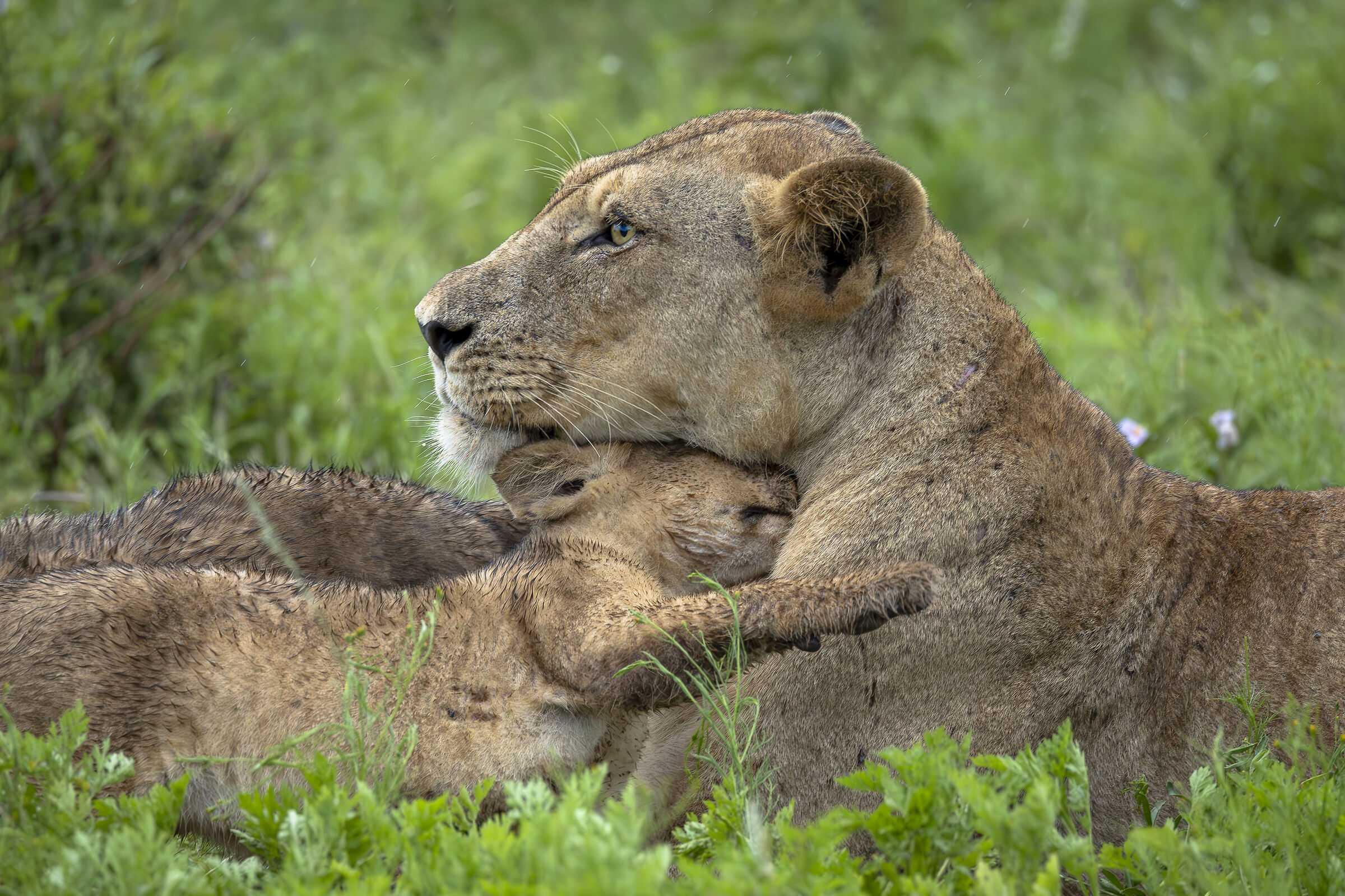 kruger NP