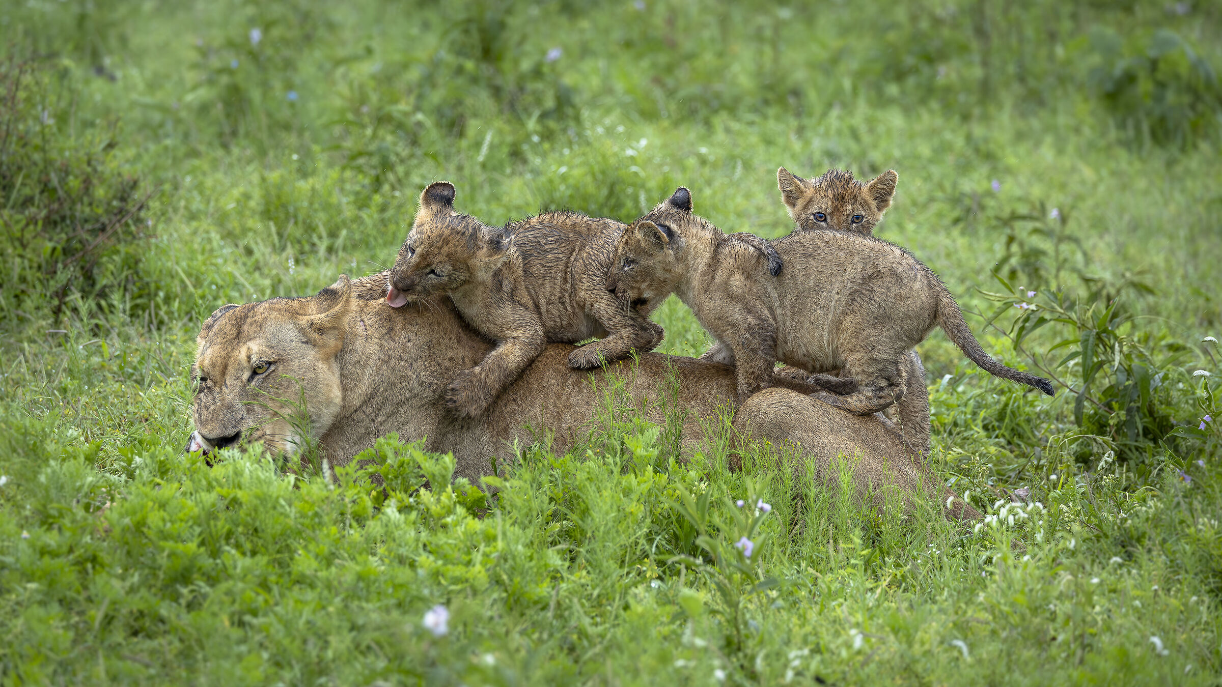 Kruger NP