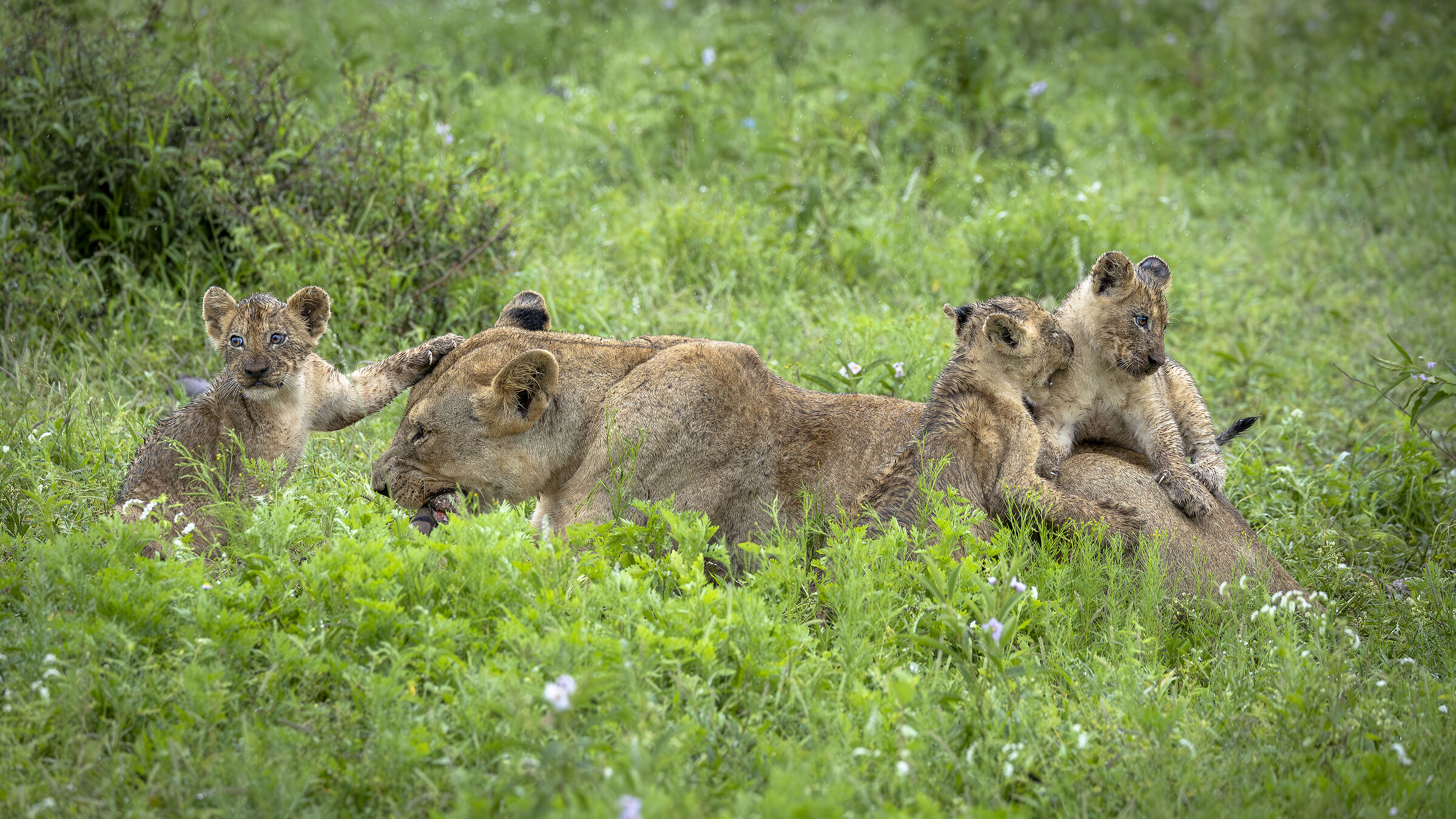 Kruger NP