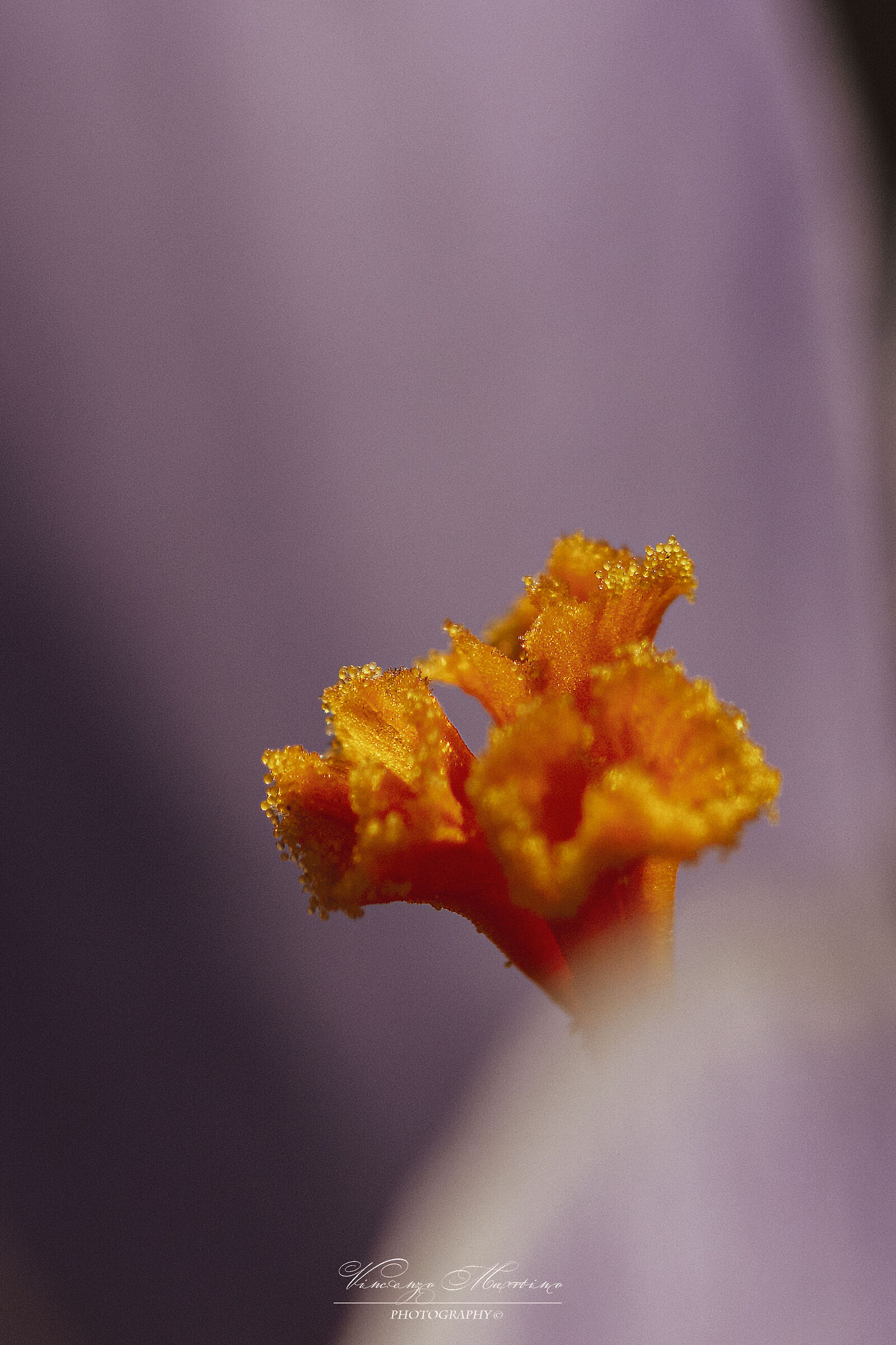 Untitled Photo