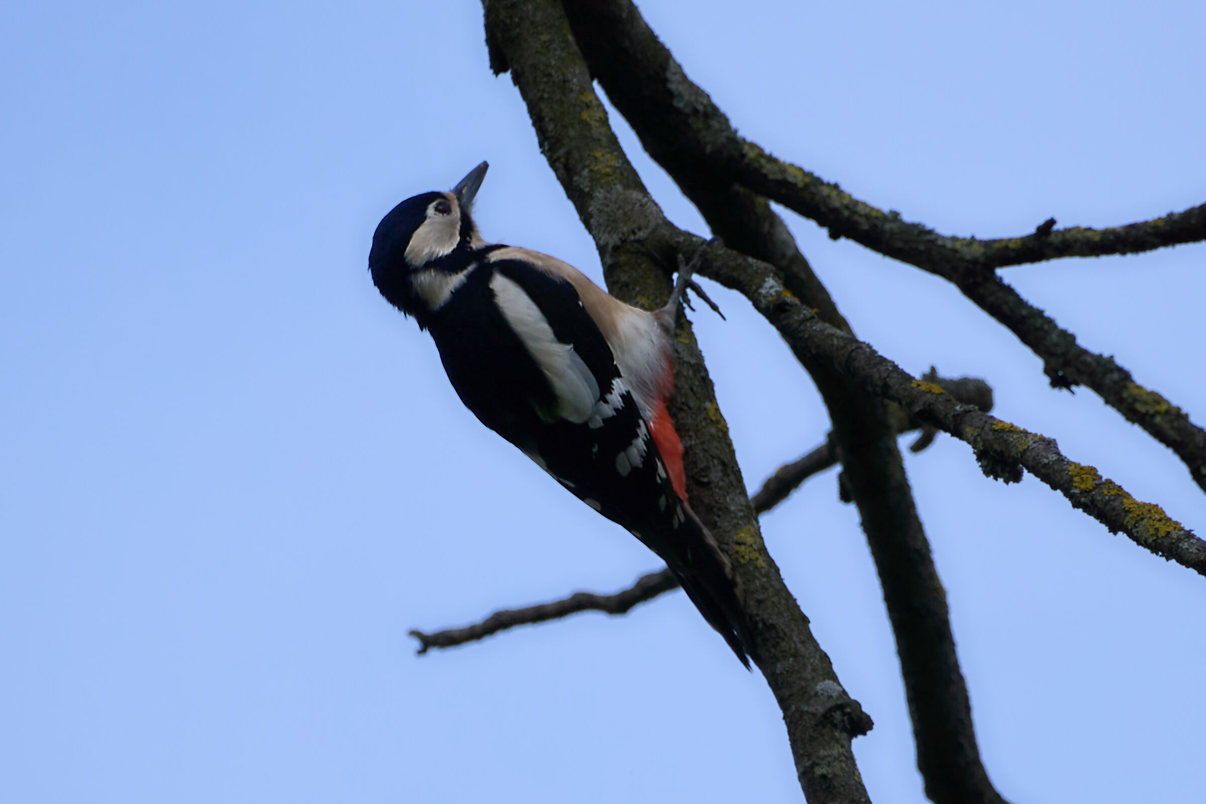 Woodpecker in the gardens
