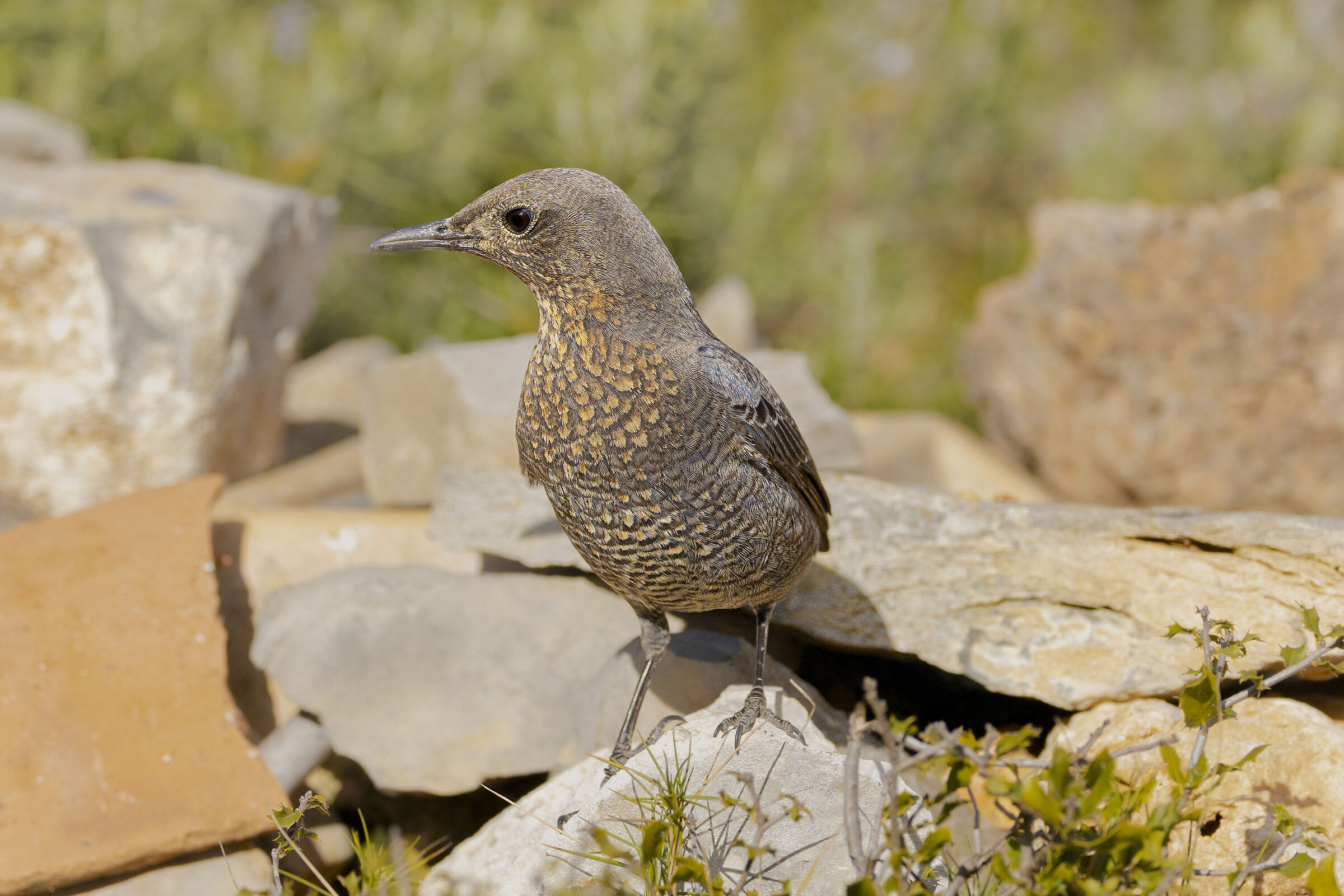 passero solitario femmina, gen 26