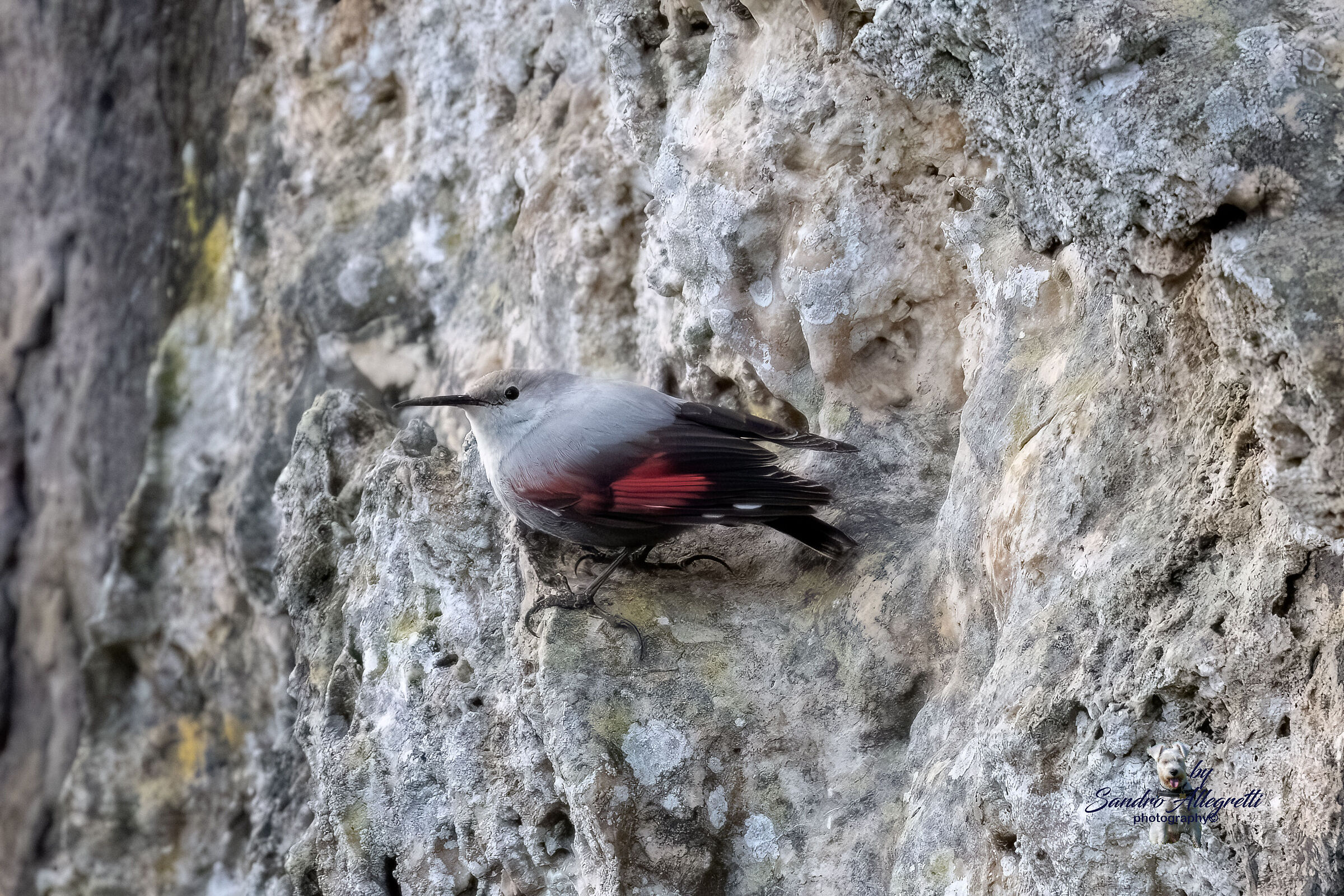 Il picchio muraiolo (Tichodroma muraria)
